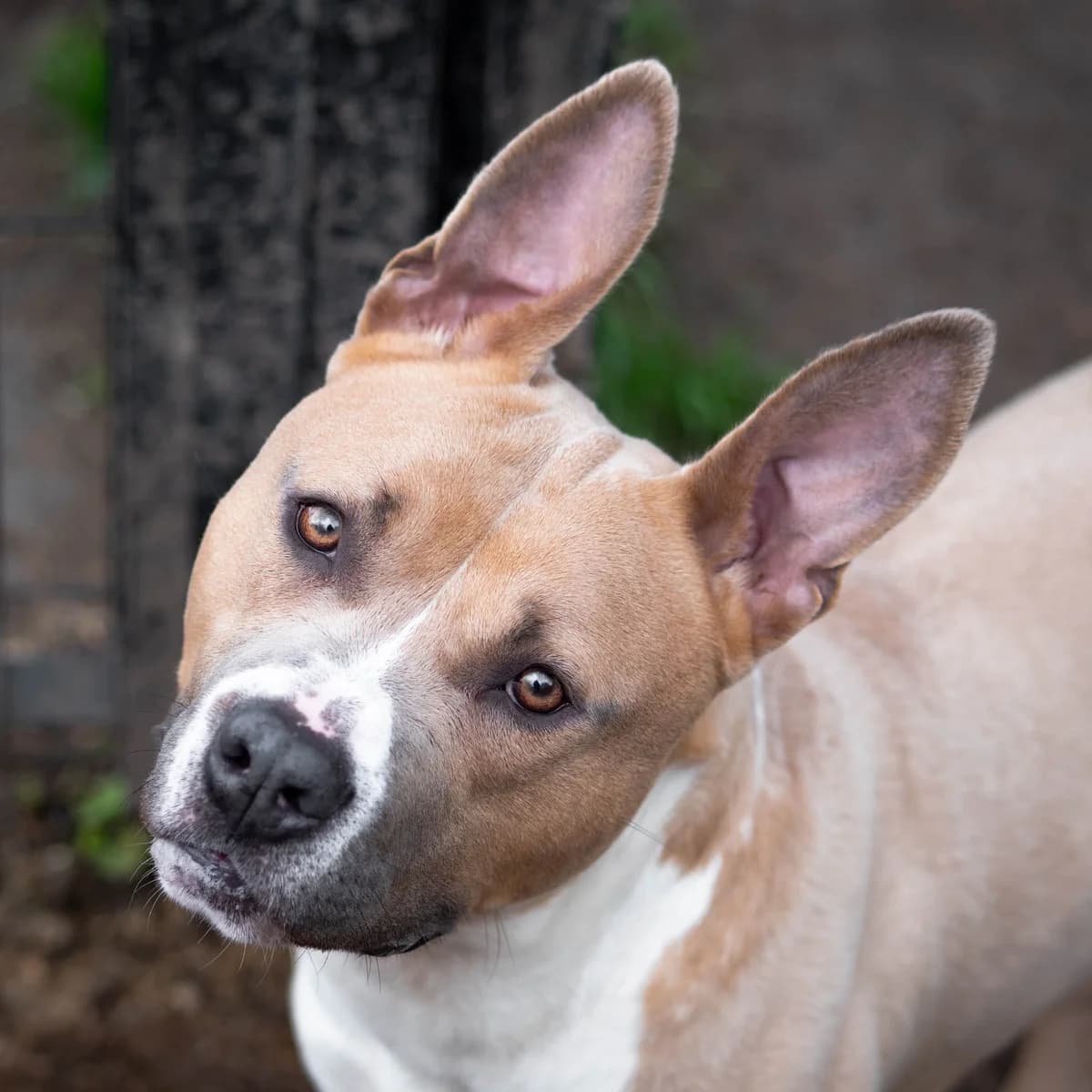 Hopi, male Mixed Breed for adoption at Lille