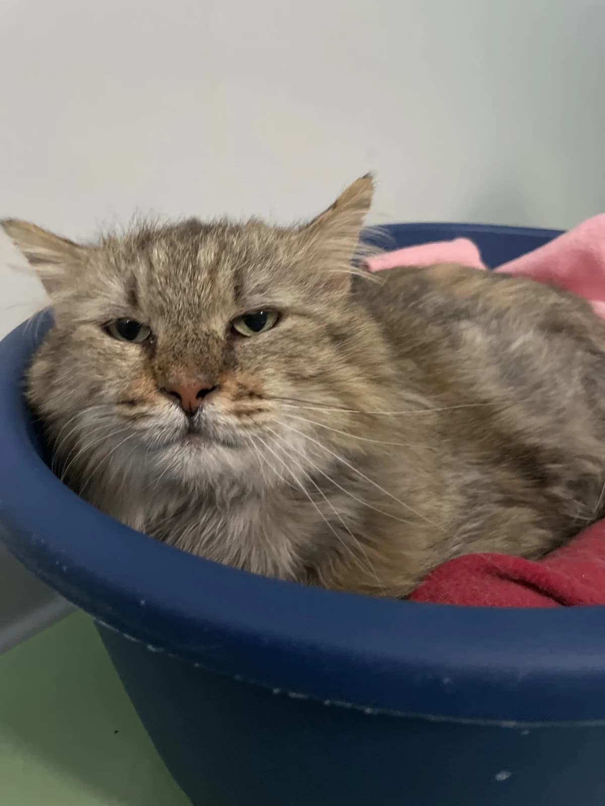 Maroul,  Mixed Breed for adoption at Lille