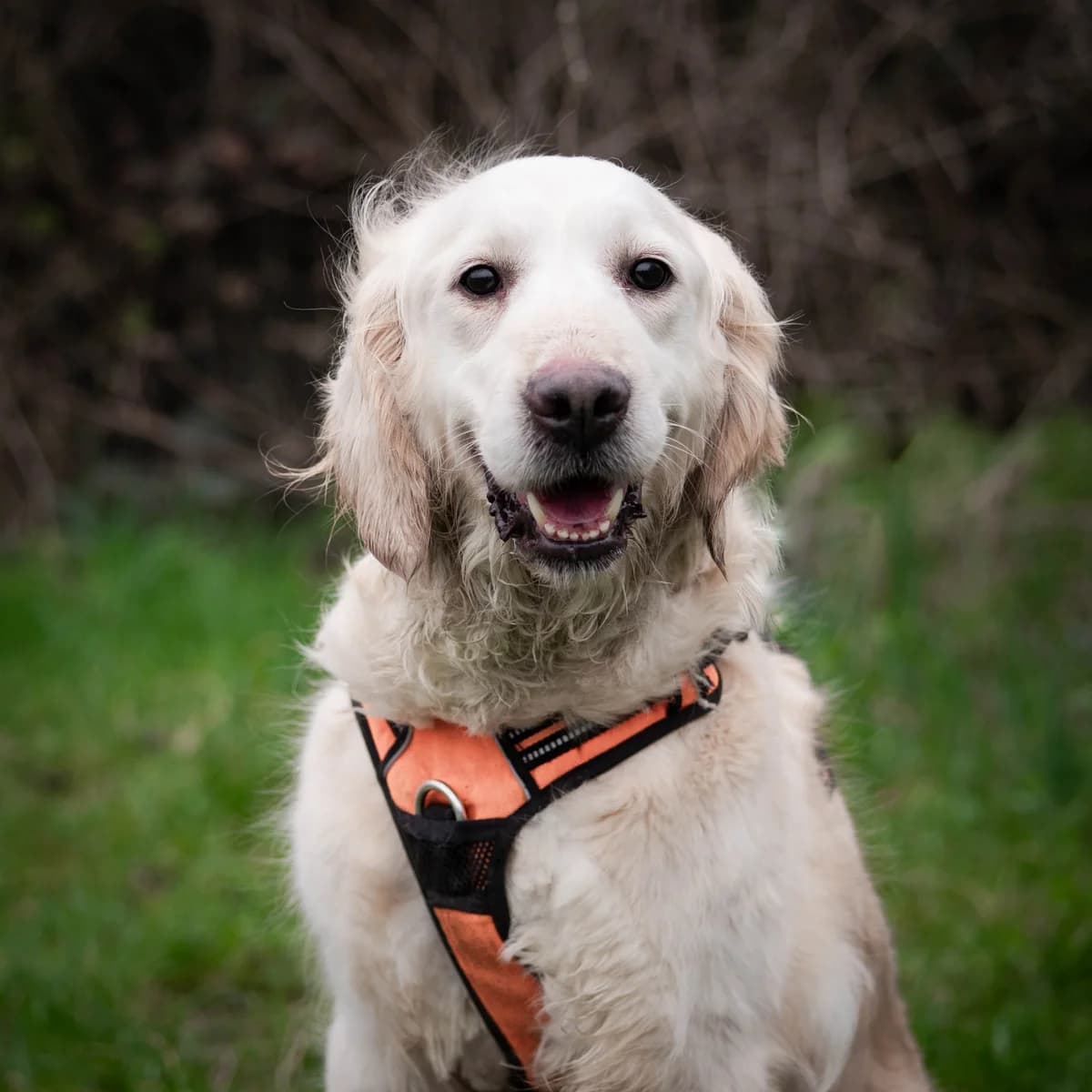 Mamie Nova, female Mixed Breed for adoption at Lille