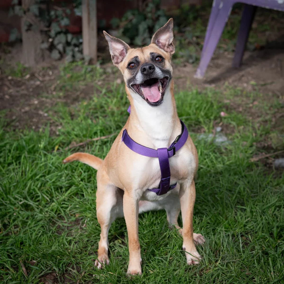 Smoothie,  Mixed Breed for adoption at LPA Nord de la France, Lille