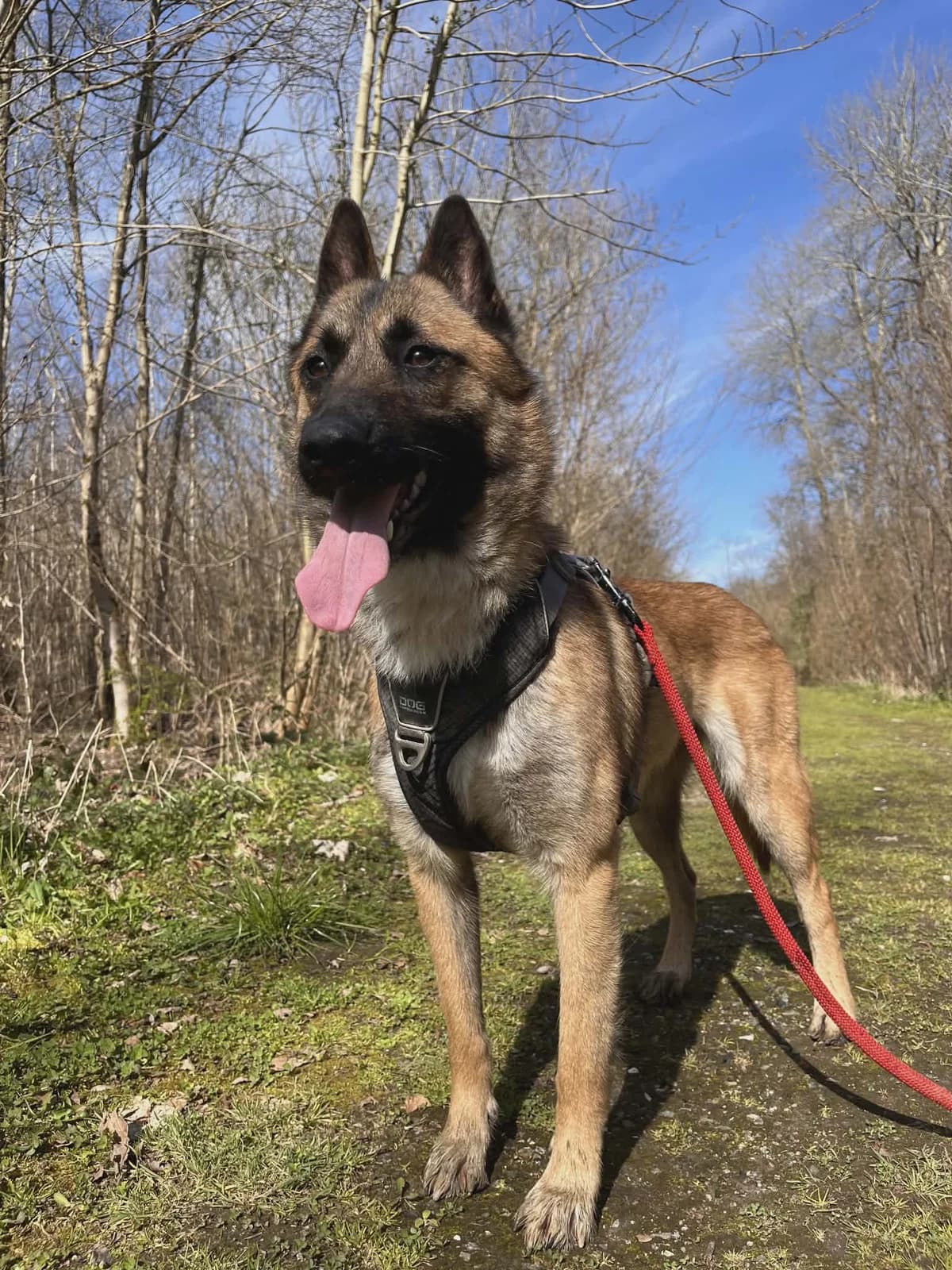 Piouf, female Belgian Malinois for adoption at Lille