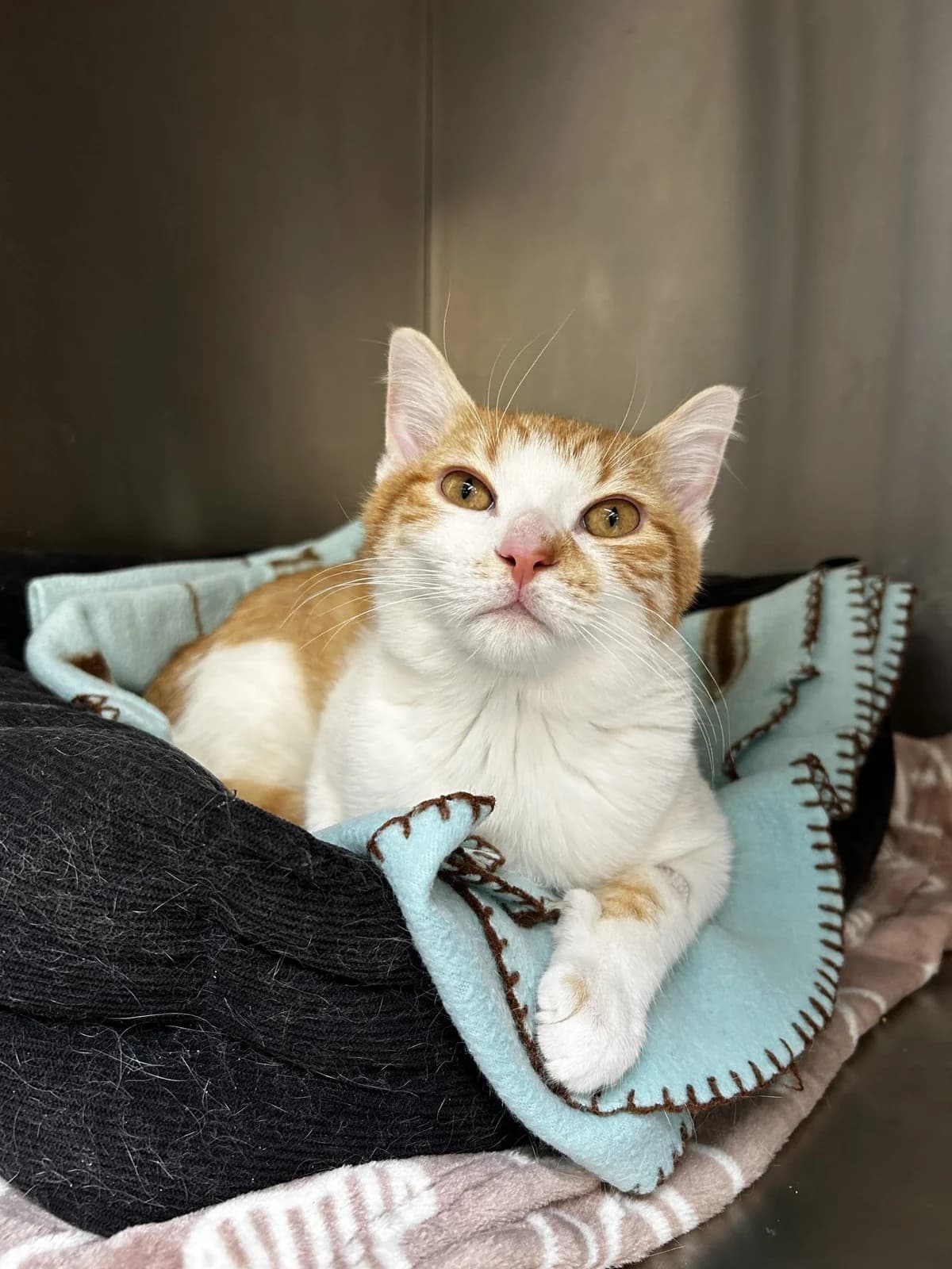 Rouxléboulé,  Mixed Breed for adoption at Lille