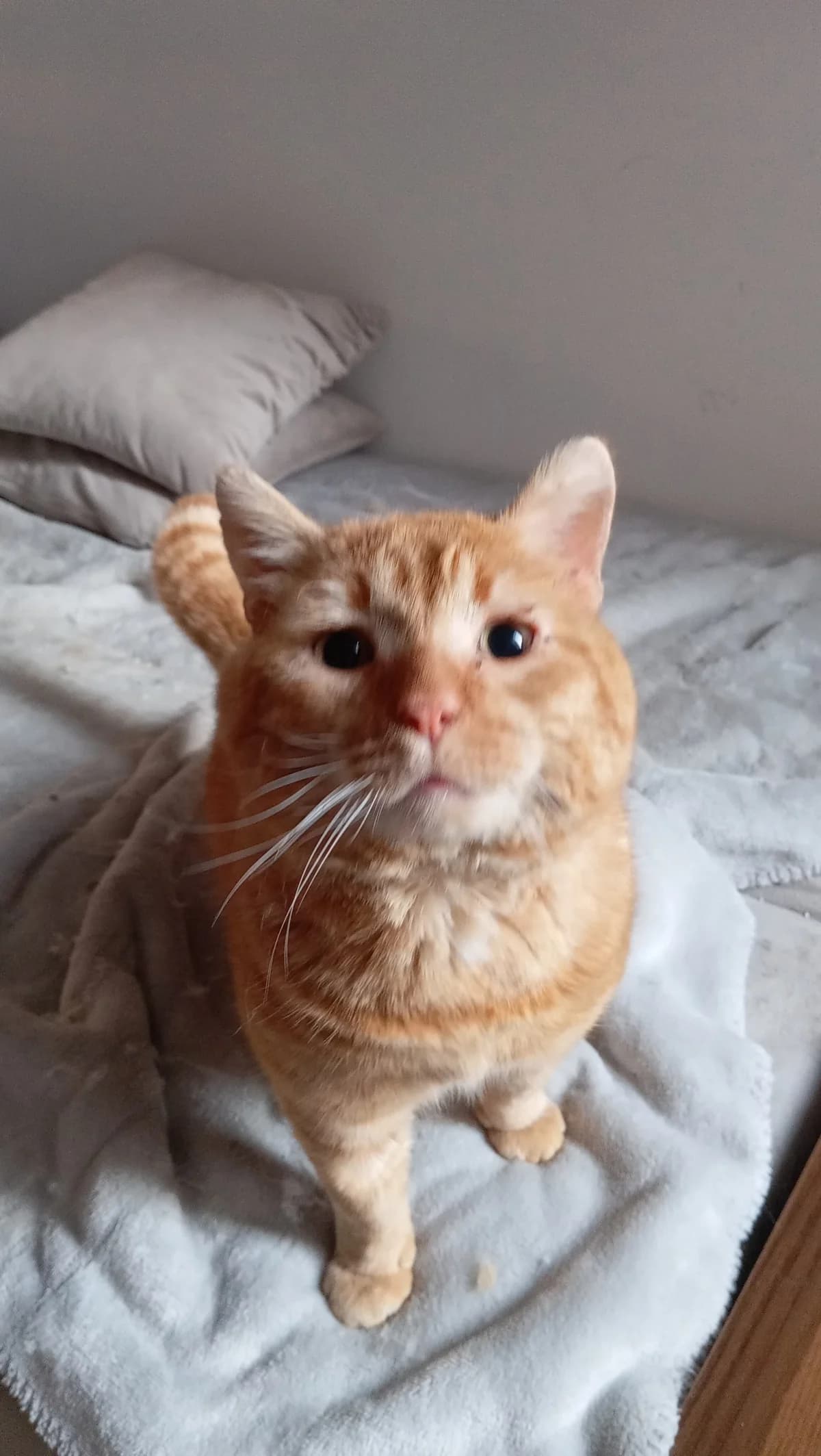 Rattco,  Mixed Breed for adoption at Lille