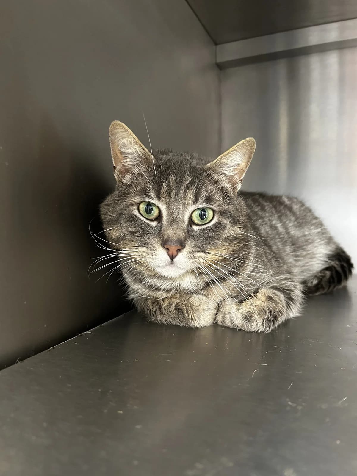 Corban (FIV +),  Mixed Breed for adoption at LPA Nord de la France, Lille