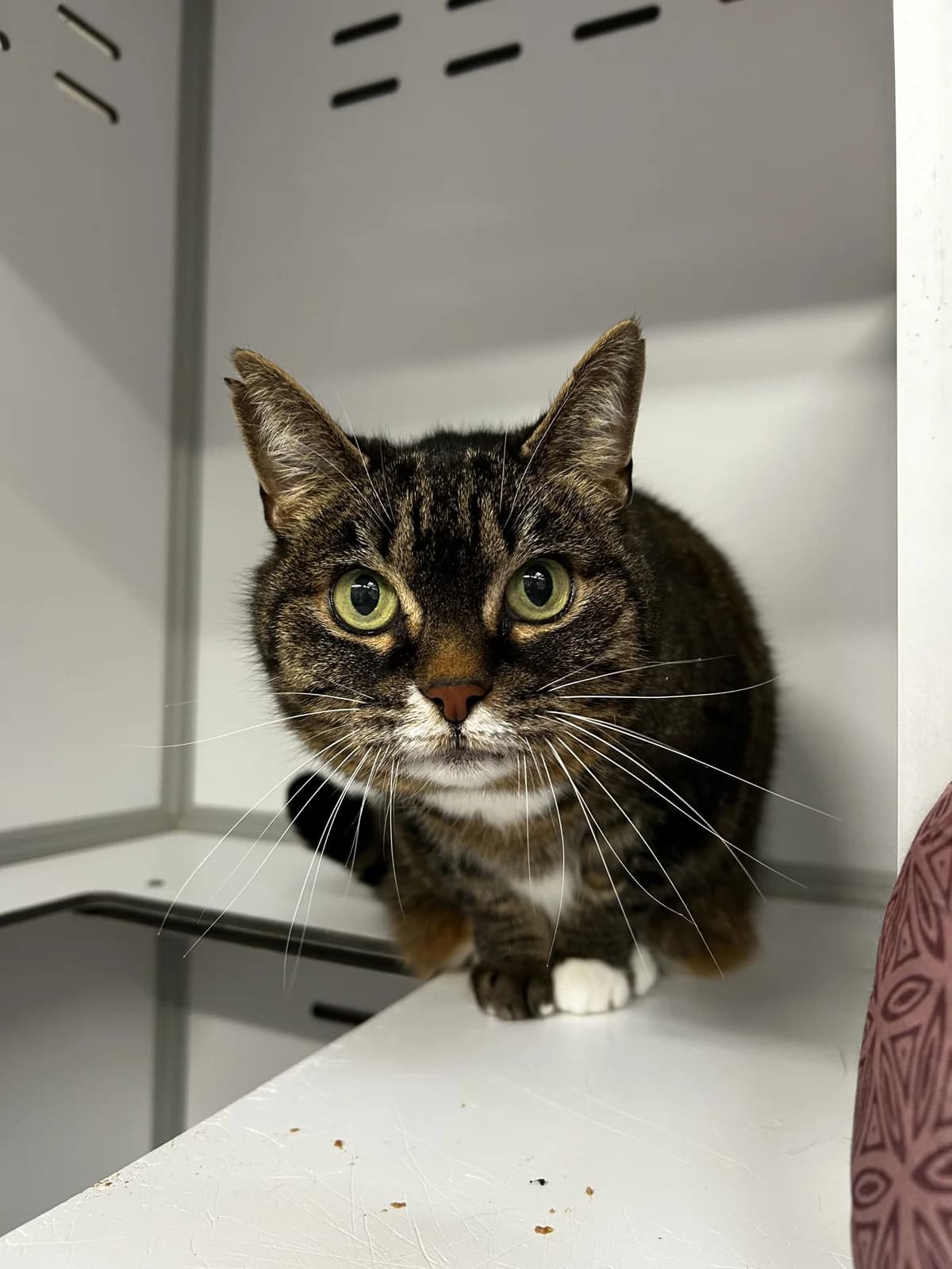 Madison,  Mixed Breed for adoption at Lille