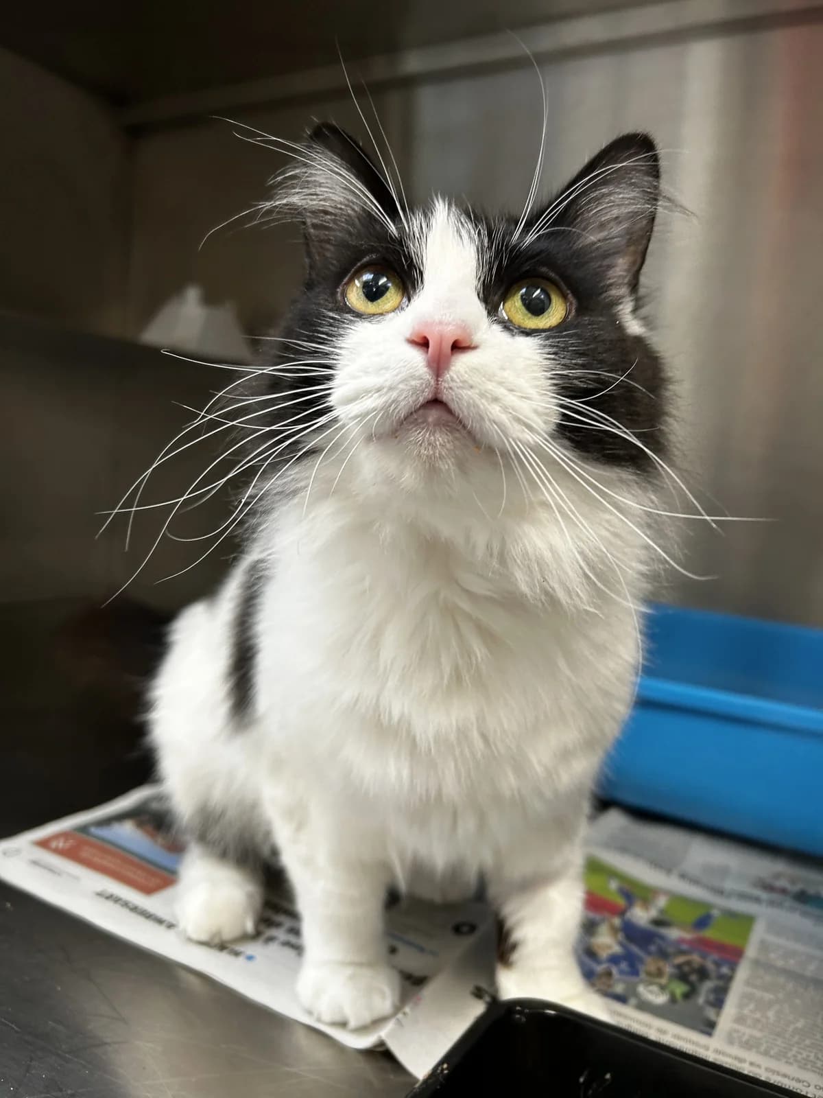 Pomni,  Mixed Breed for adoption at Lille