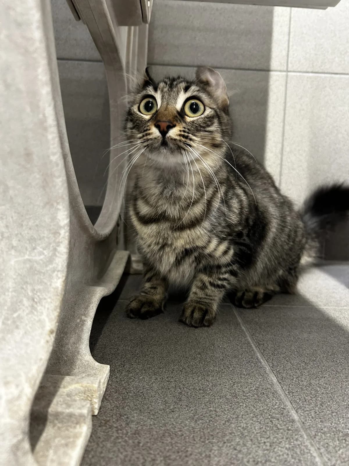 Curly,  Mixed Breed for adoption at Lille