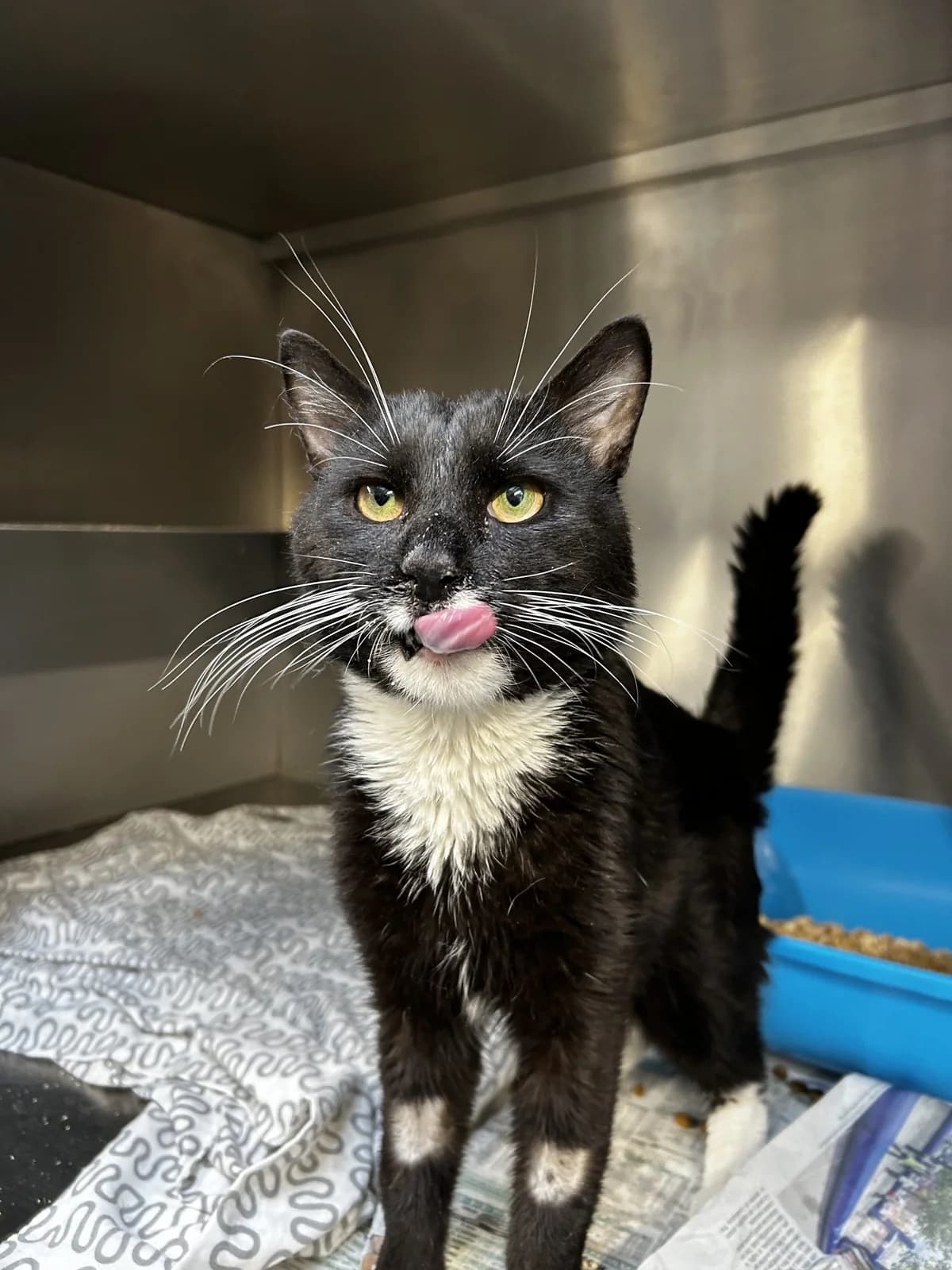 Zombieboy,  Mixed Breed for adoption at Lille