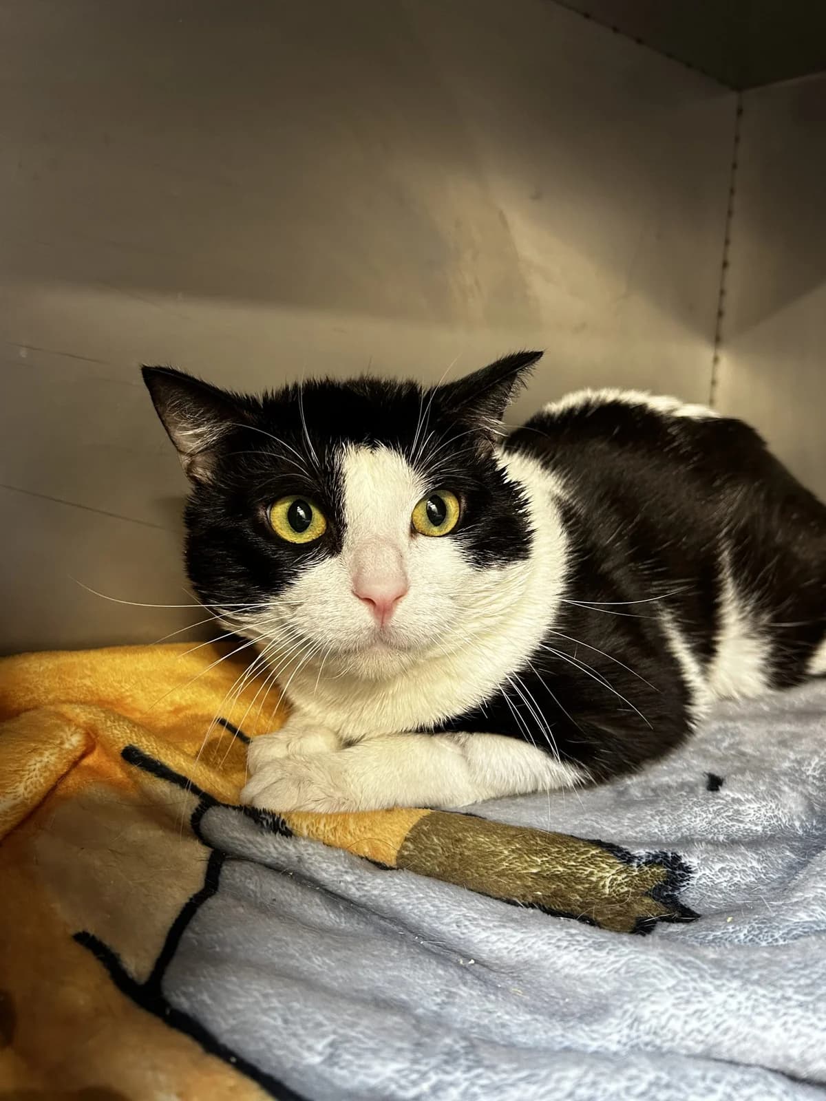 Babybo,  Mixed Breed for adoption at Lille