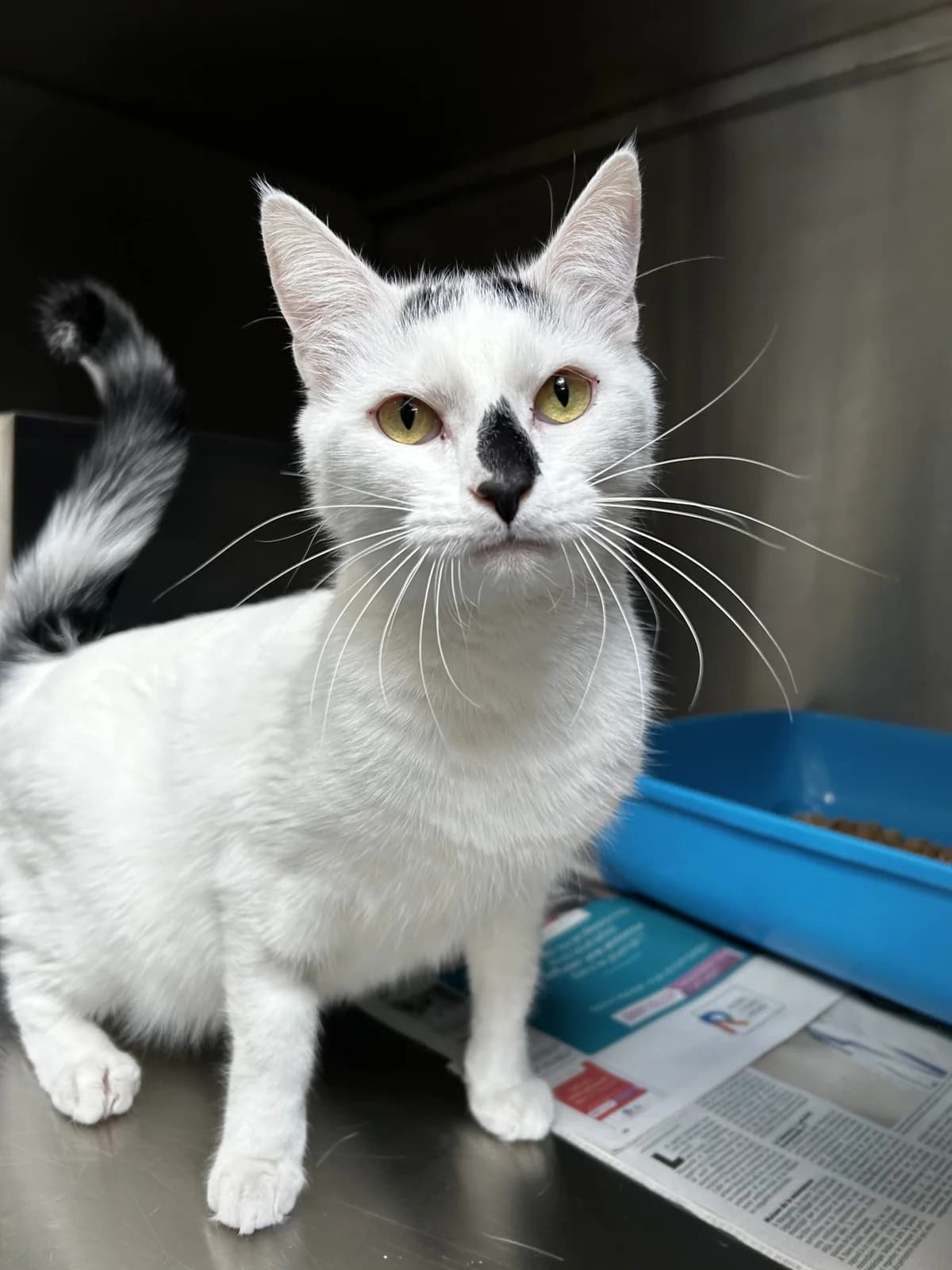Spellito,  Mixed Breed for adoption at LPA Nord de la France, Lille