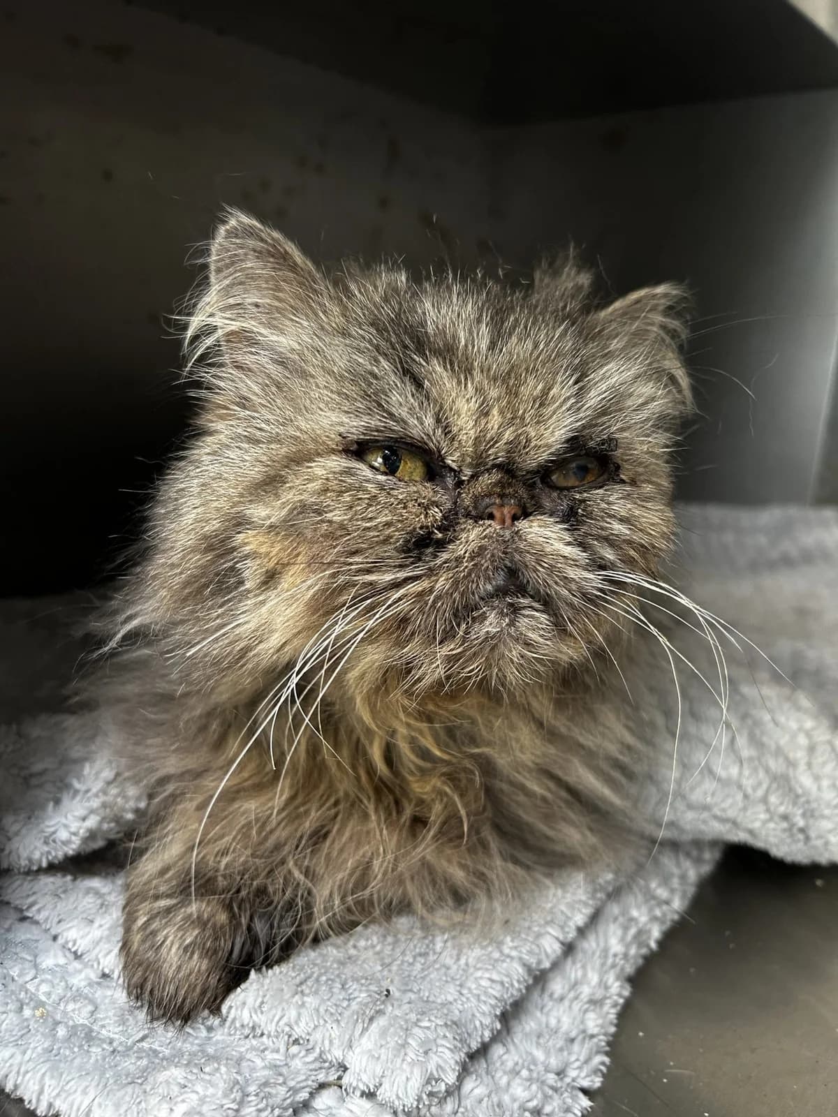 Arlette,  Mixed Breed for adoption at Lille