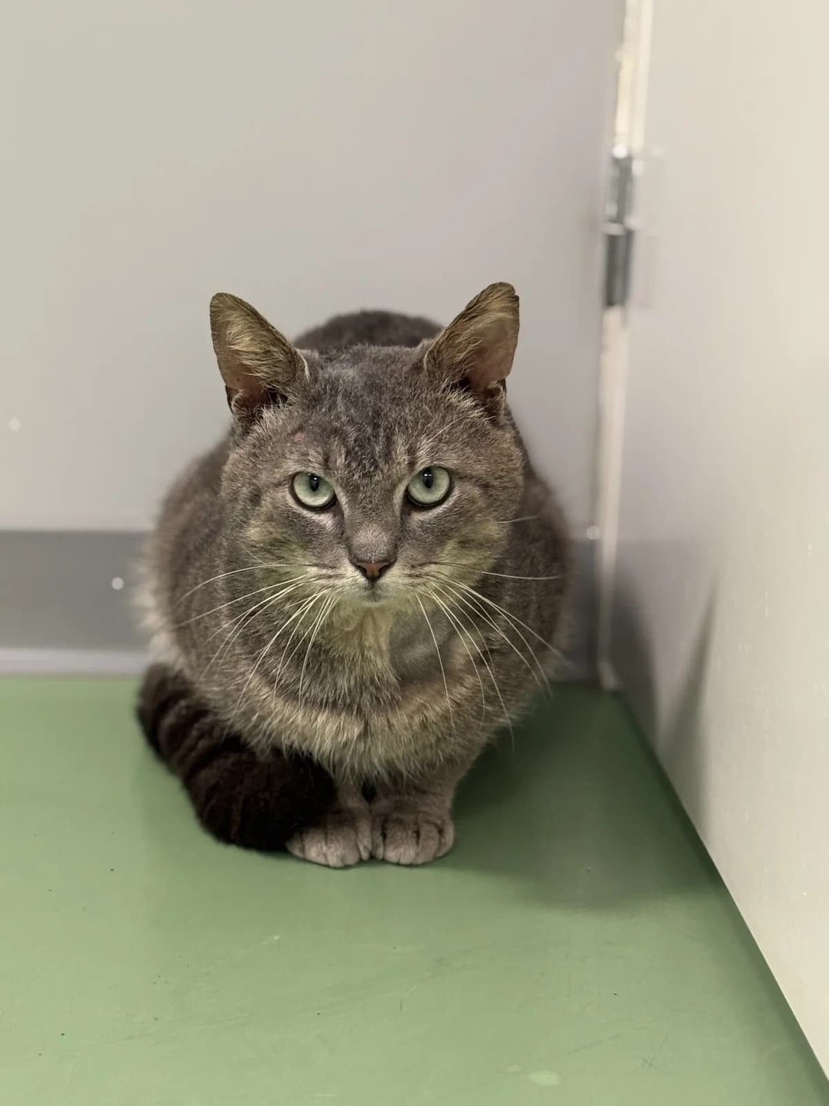 Bolton, male Mixed Breed for adoption at Lille