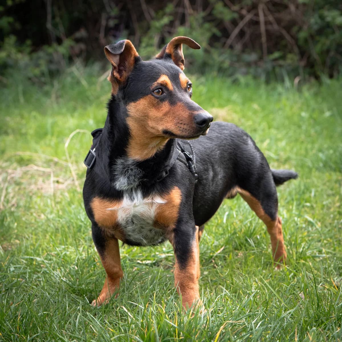 Justicier,  Mixed Breed for adoption at Lille