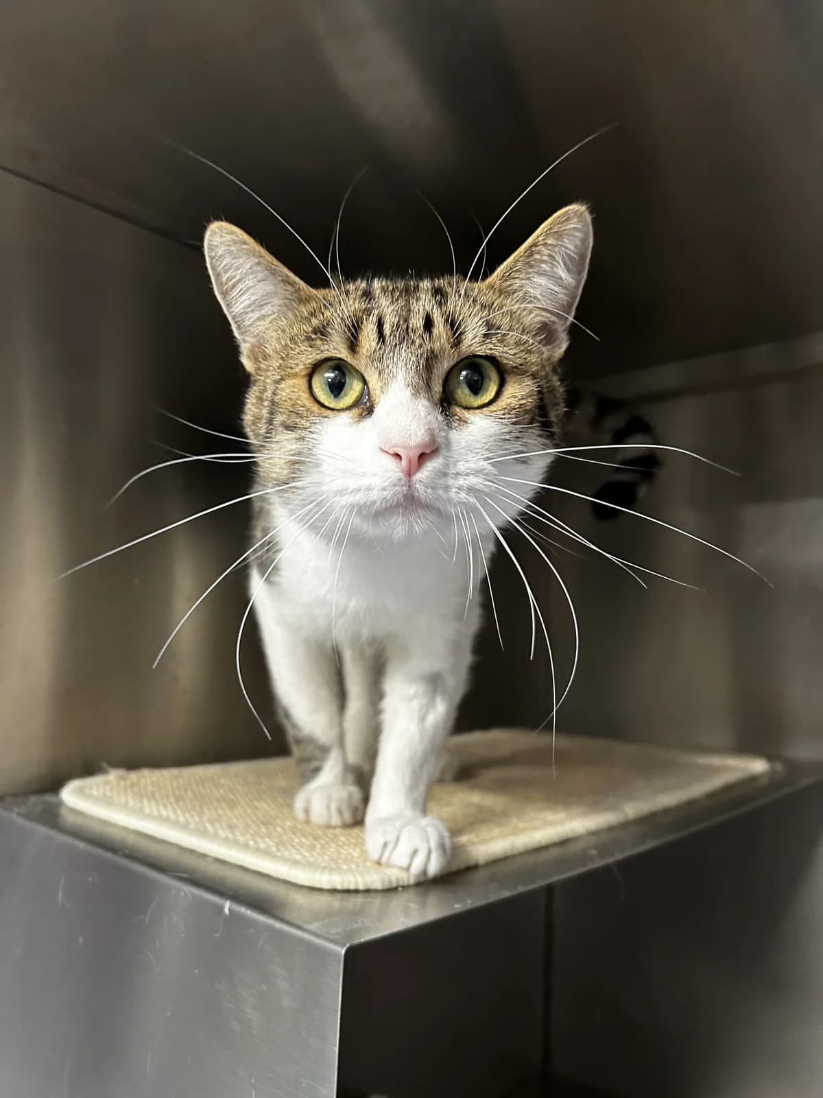 Tommaso,  Mixed Breed for adoption at Lille