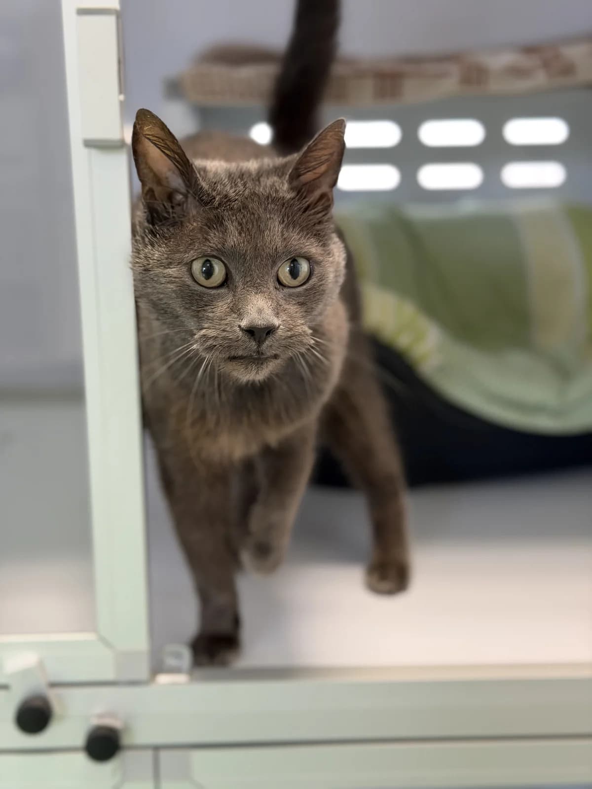 Sirkis, male 7yo Mixed Breed for adoption at LPA Nord de la France, Lille