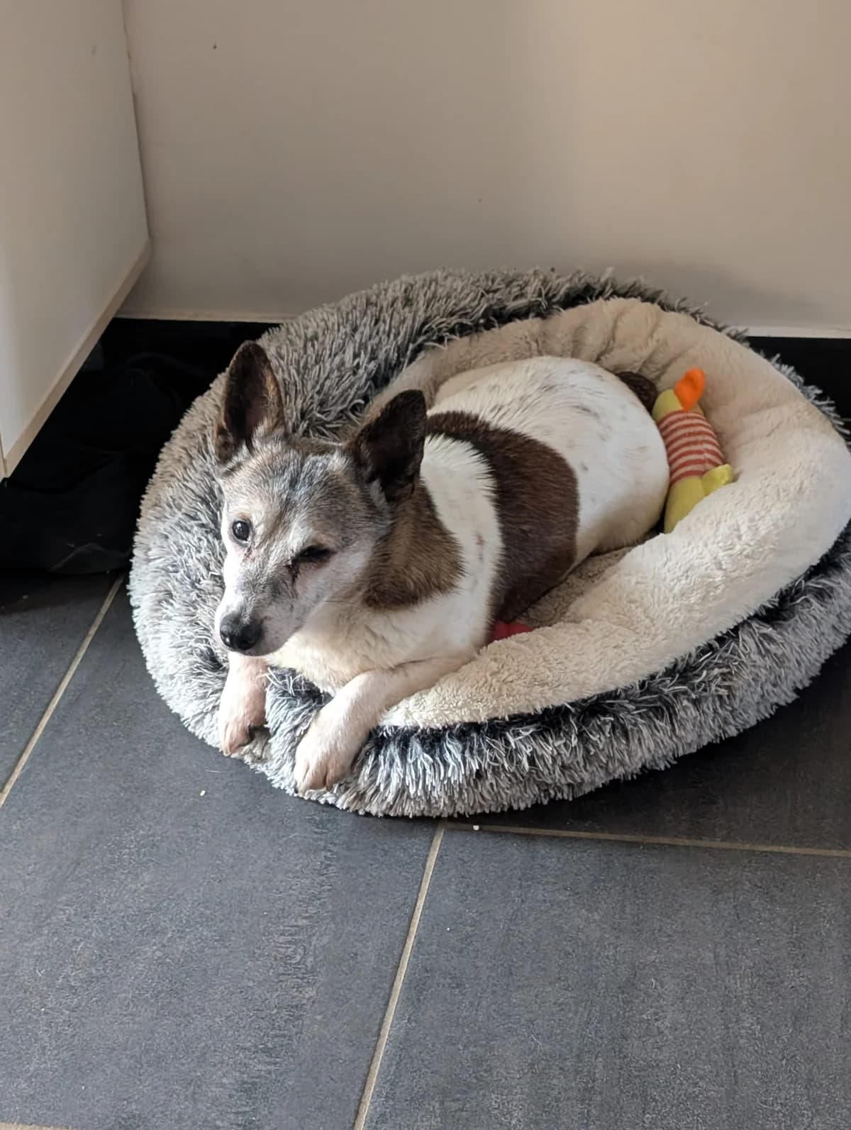 Pépitar – SOS / FA,  senior Mixed Breed for adoption at LPA Nord de la France, Lille