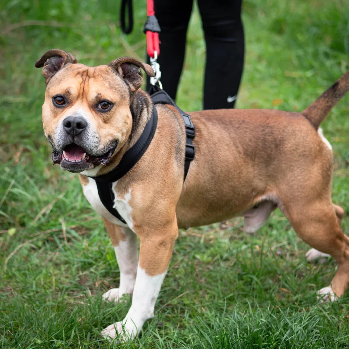 Bacon,  Mixed Breed for adoption at LPA Nord de la France, Lille