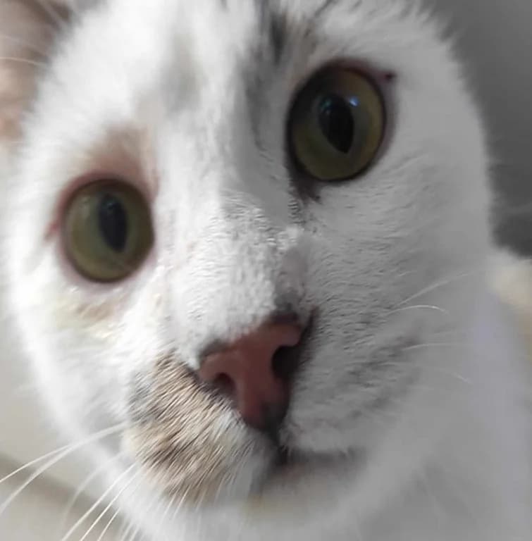 Kit,  young Mixed Breed for adoption at Association de Protection Animale - Manimalô
