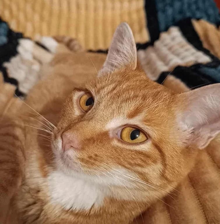 Uriel,  Mixed Breed for adoption at Association de Protection Animale - Manimalô
