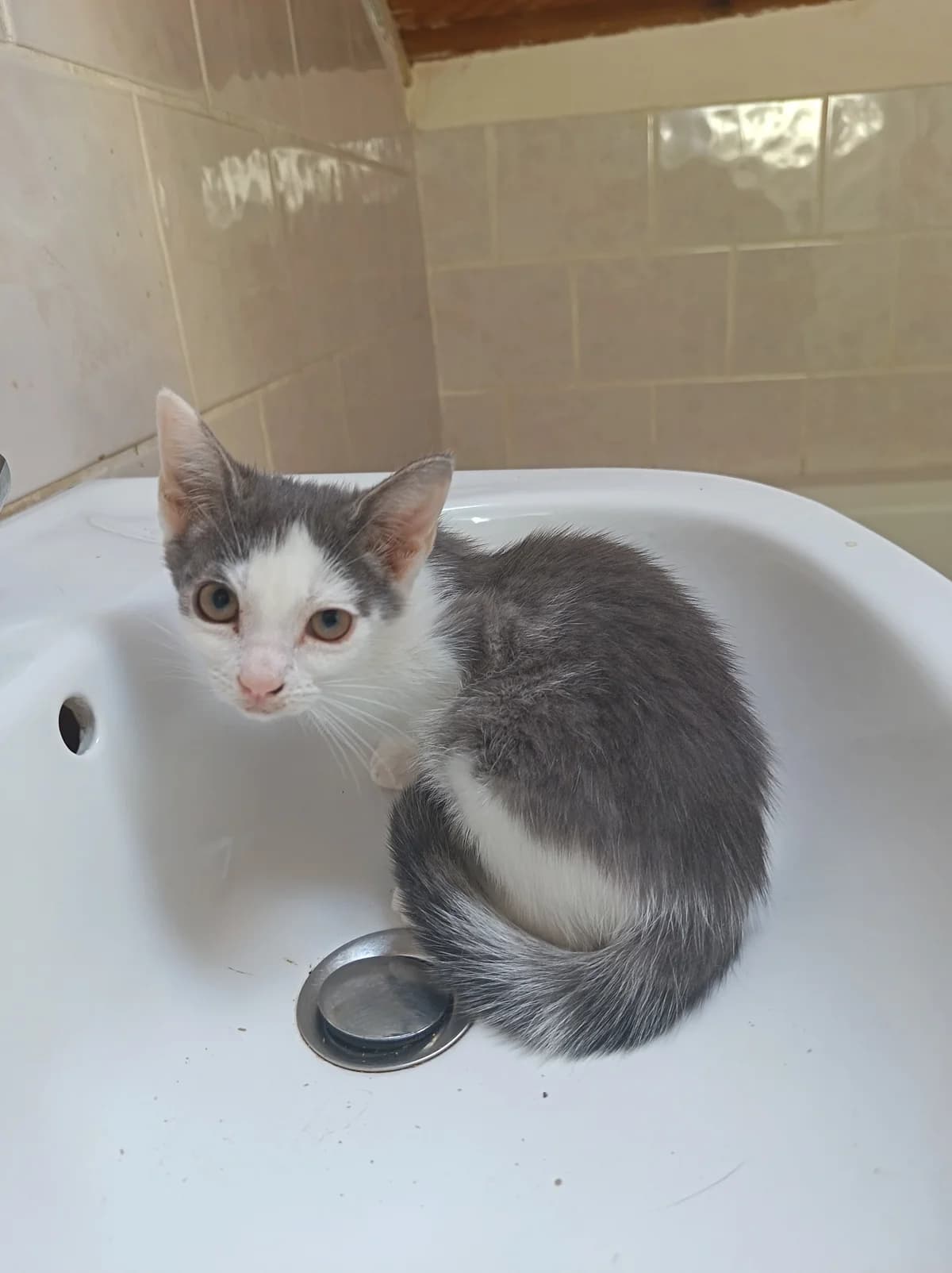 Bianca, female puppy European Shorthair for adoption at Association Nickaël, Cachan