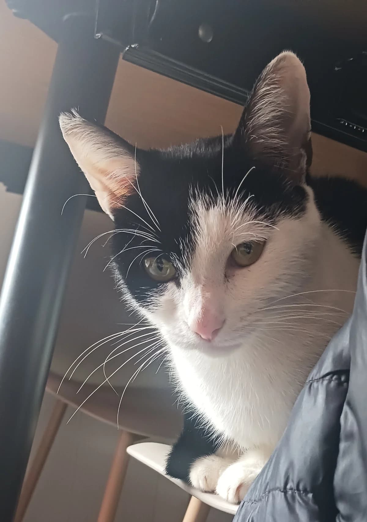 Broly, European Shorthair (Association Nickaël)
