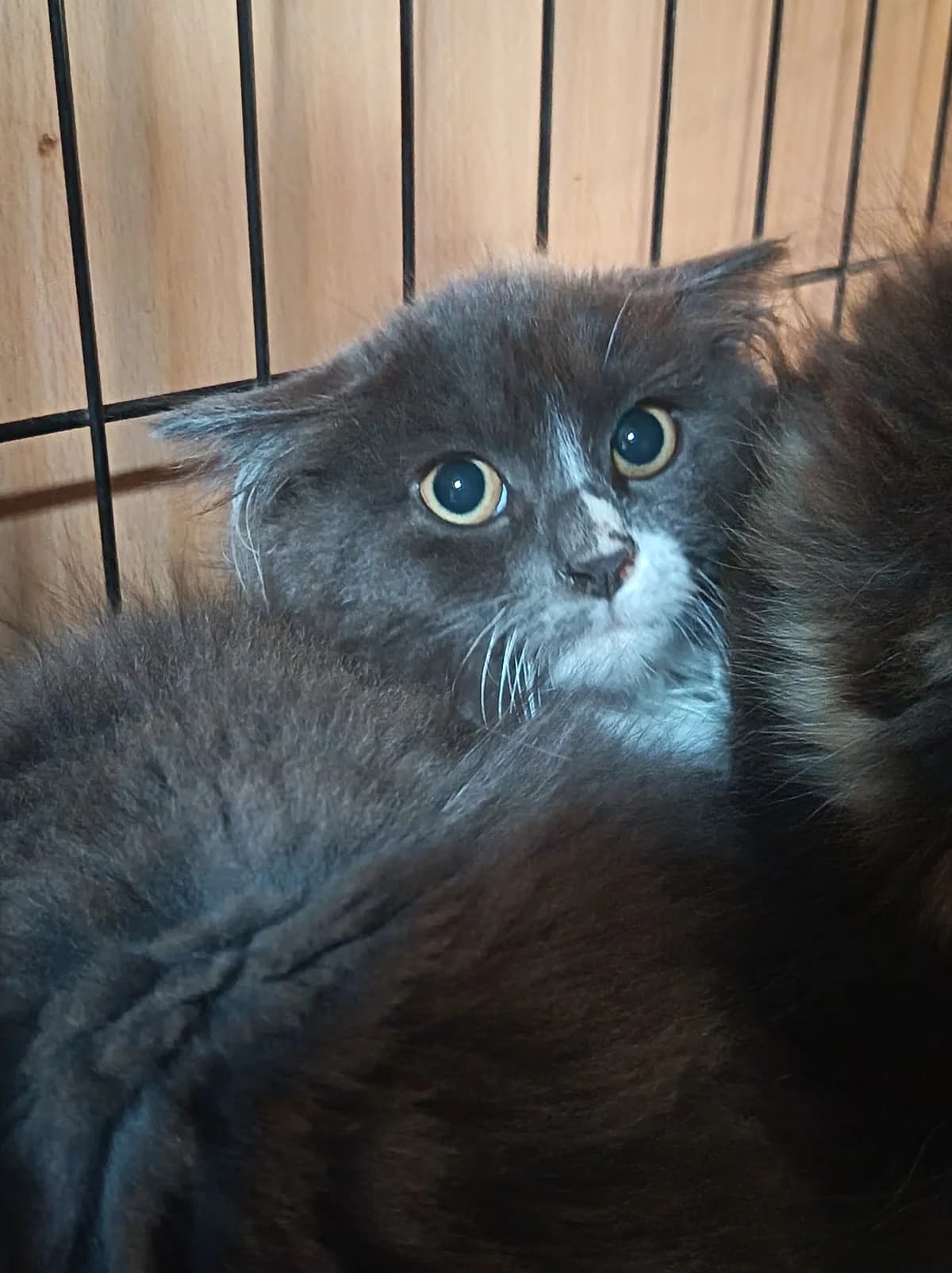 Broly, male puppy European Shorthair for adoption at Association Nickaël, Cachan