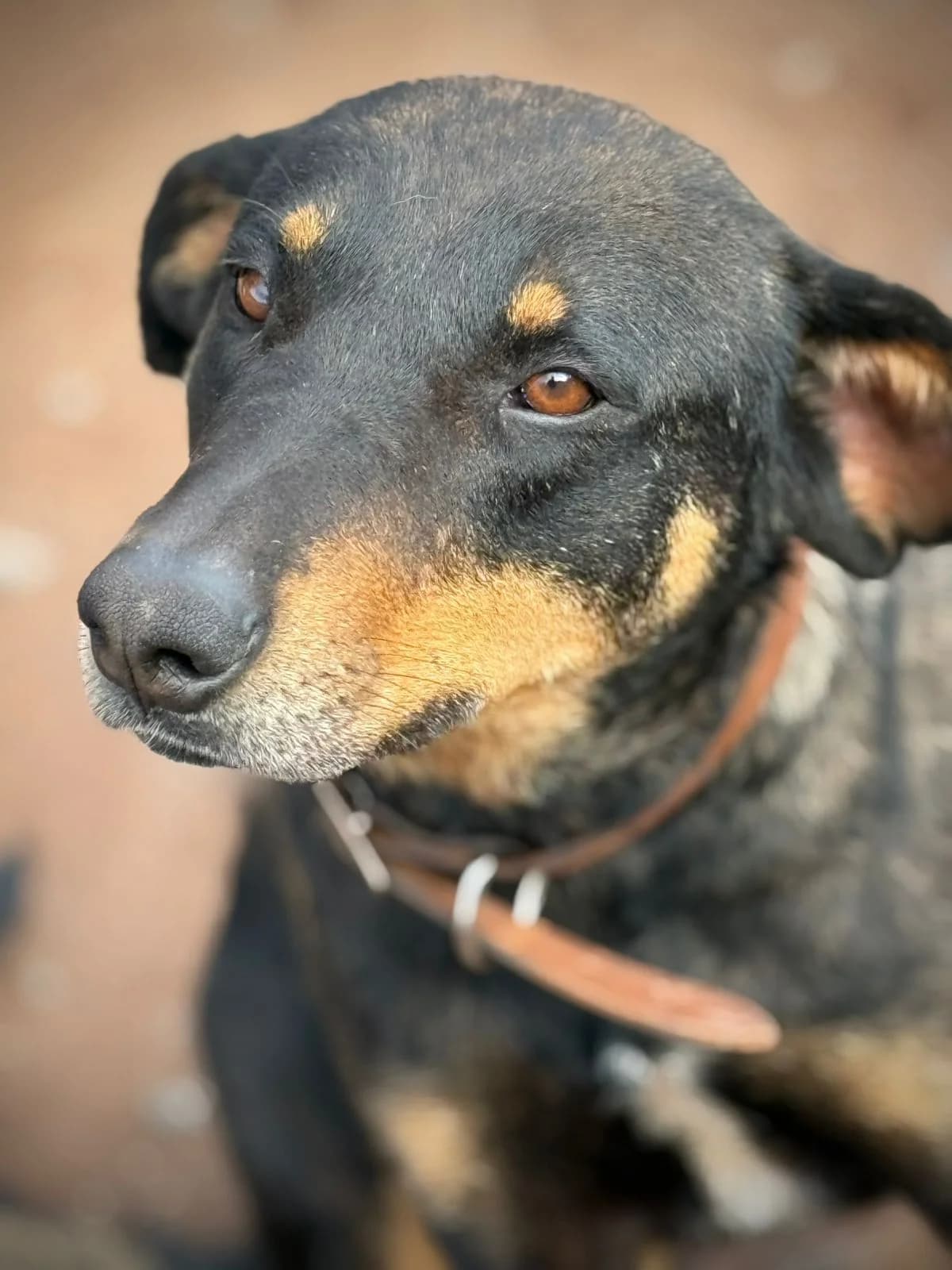 Chacha, female 3yo mixed breed for adoption at Nos Amis Pour La Vie Europe
