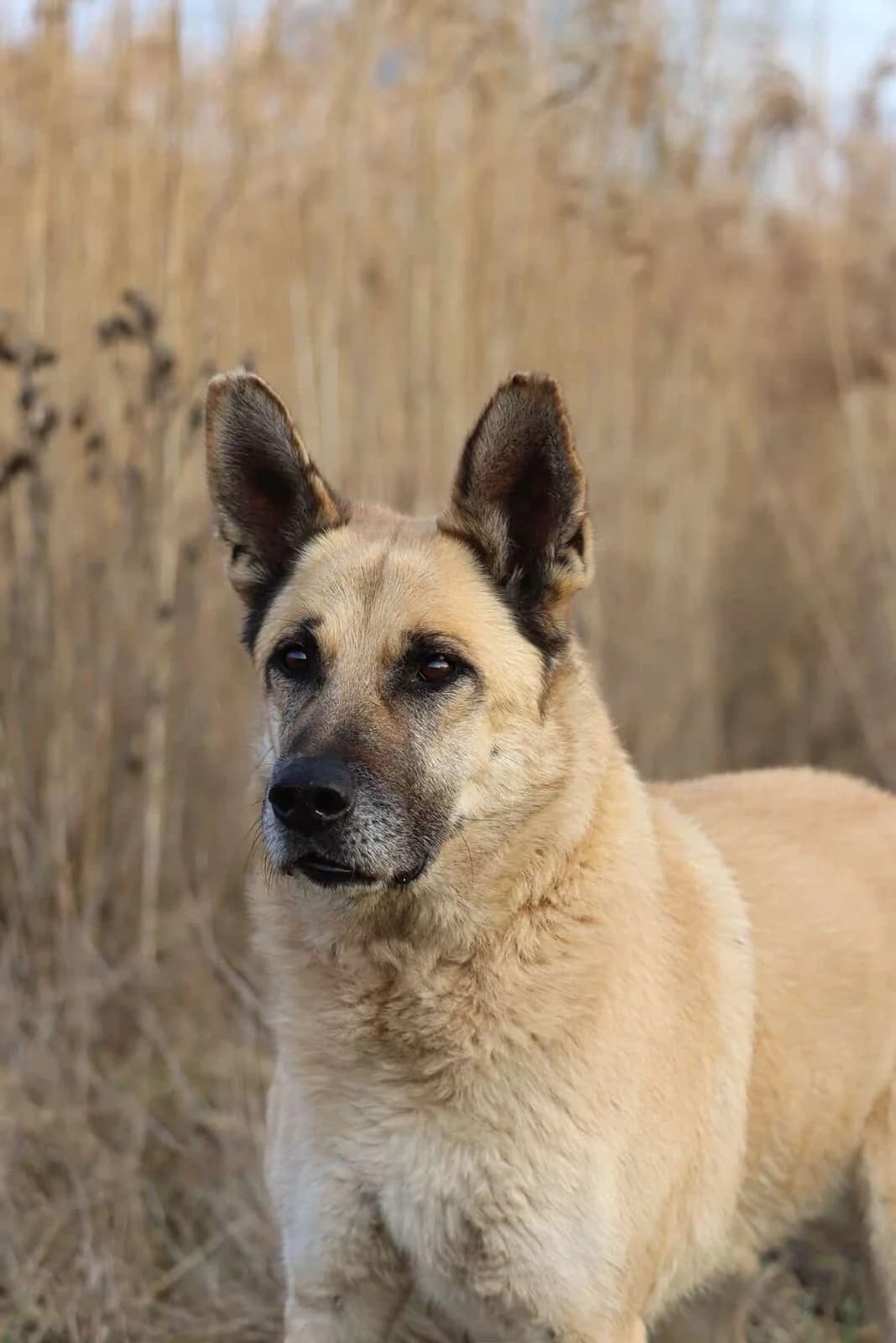 Mayo, male senior mixed breed for adoption at Nos Amis Pour La Vie Europe