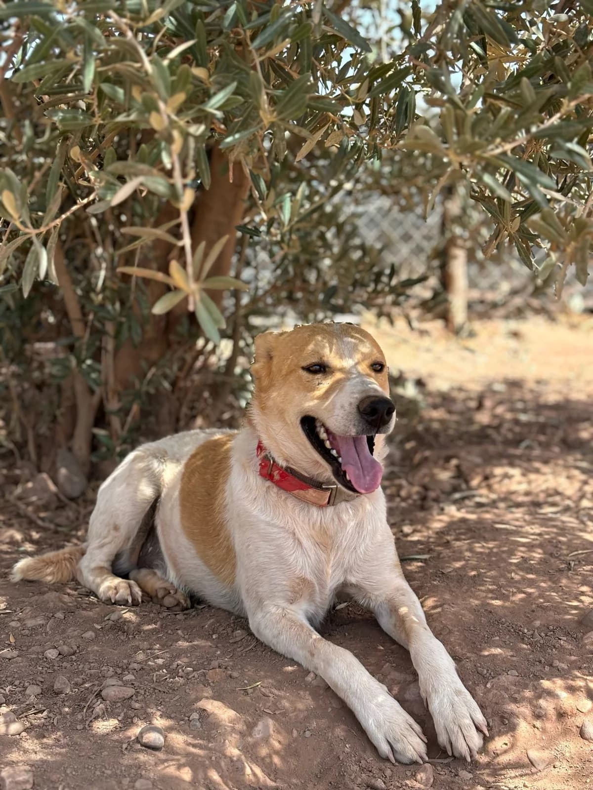 Pirate, male 5yo mixed breed for adoption at Nos Amis Pour La Vie Europe