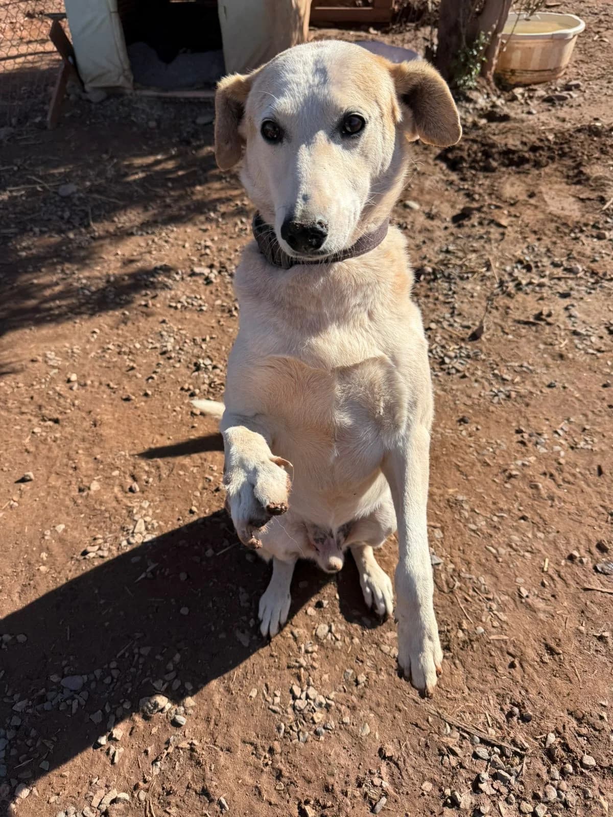 Papatte, male 7yo mixed breed for adoption at Nos Amis Pour La Vie Europe