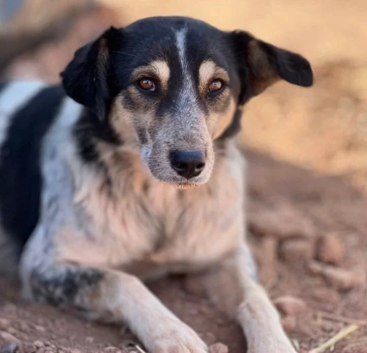 Lola, female 5yo mixed breed for adoption at Nos Amis Pour La Vie Europe