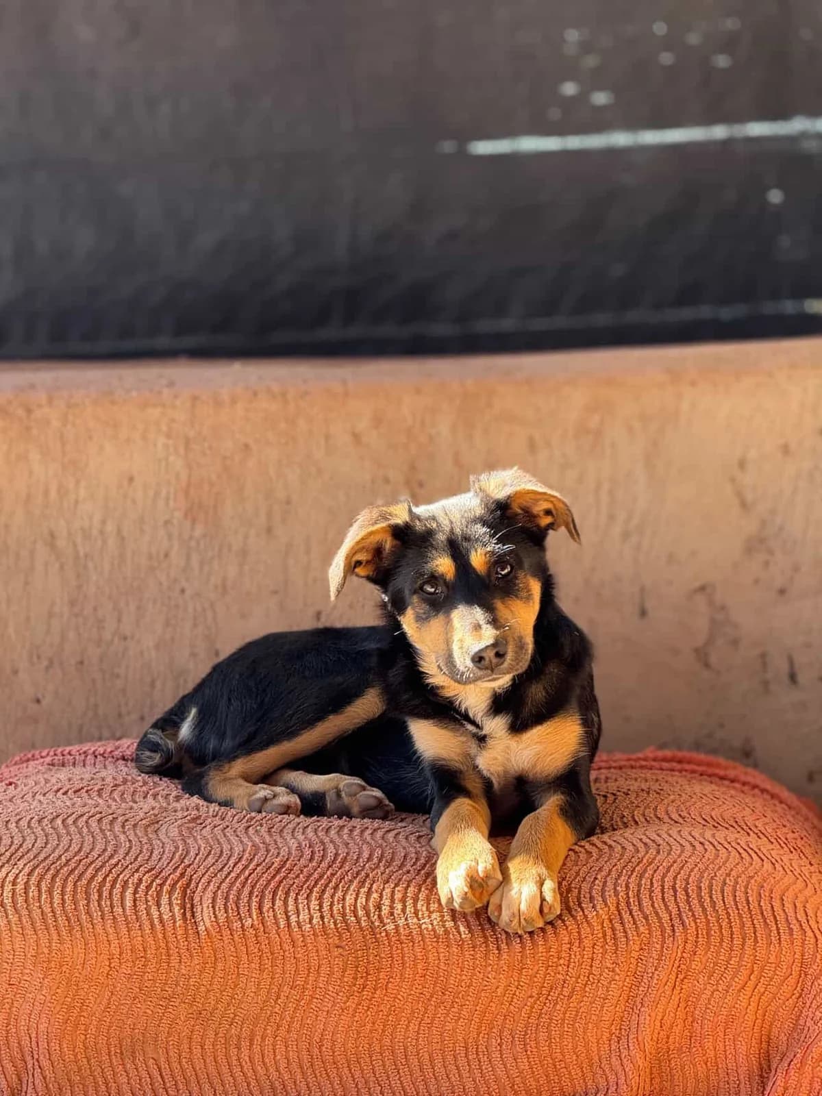 Nana, female puppy mixed breed for adoption at Nos Amis Pour La Vie Europe