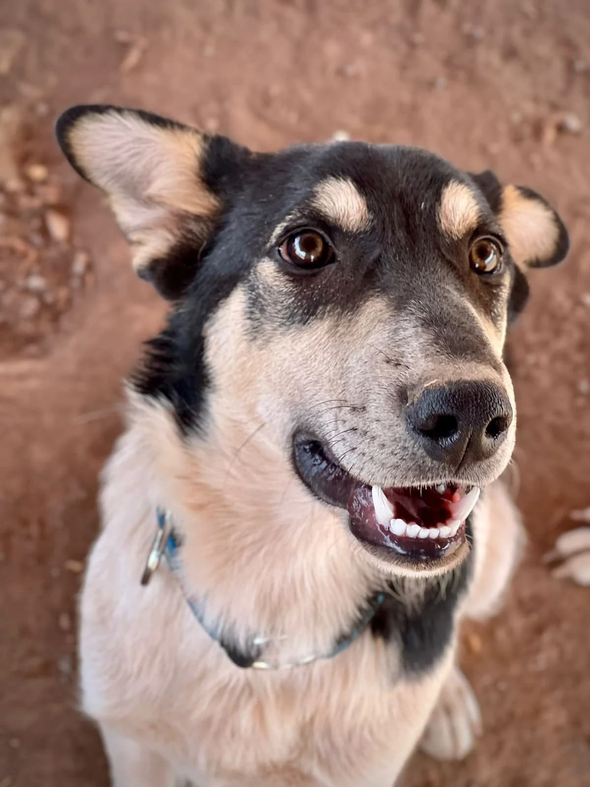 Bobby, male 3yo mixed breed for adoption at Nos Amis Pour La Vie Europe