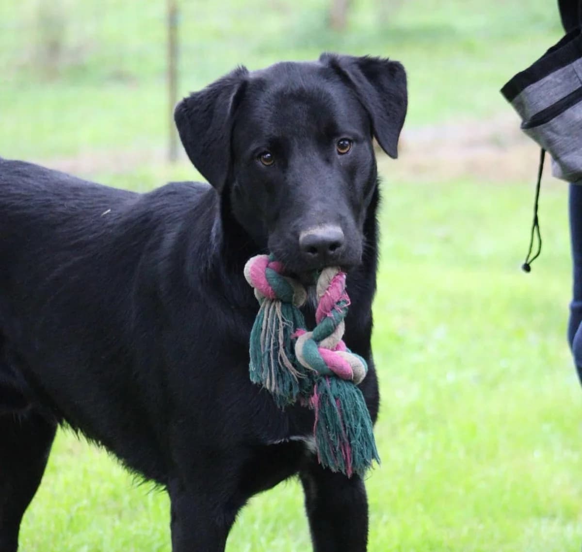 Charlie, male puppy Mixed Breed for adoption at L