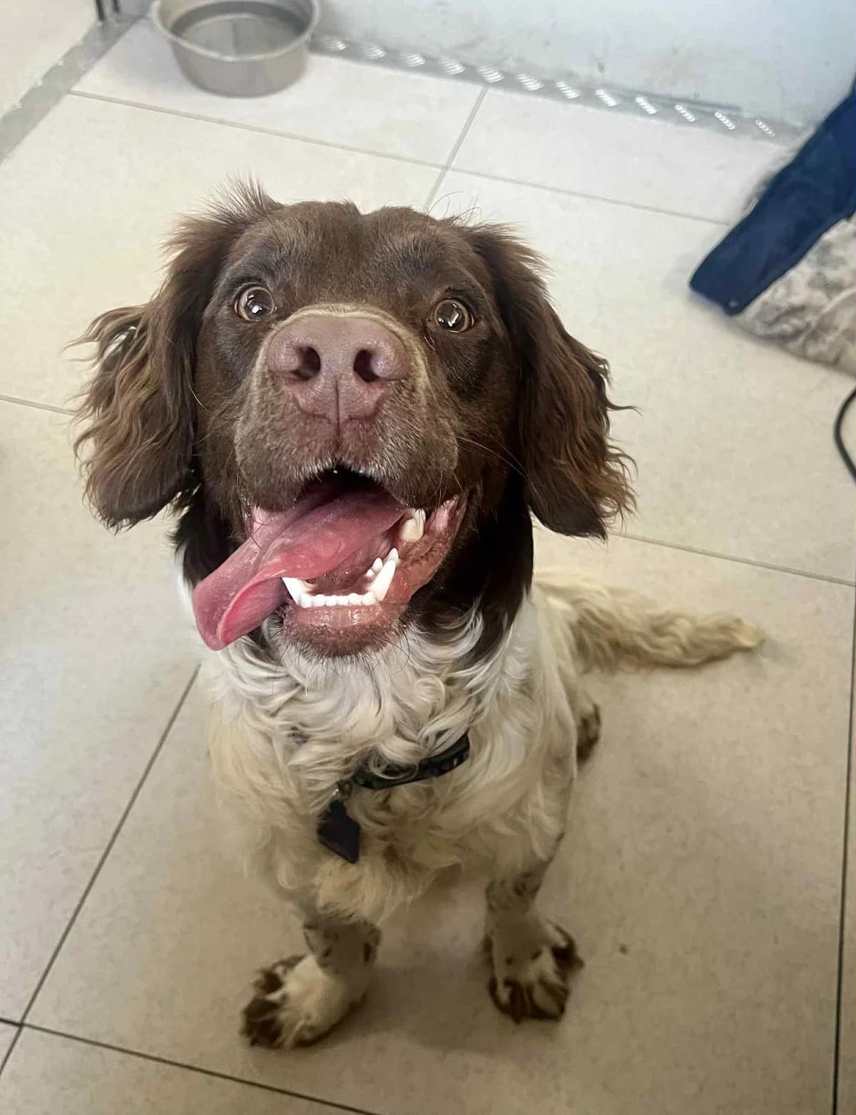 Haru, male Mixed Breed for adoption at L