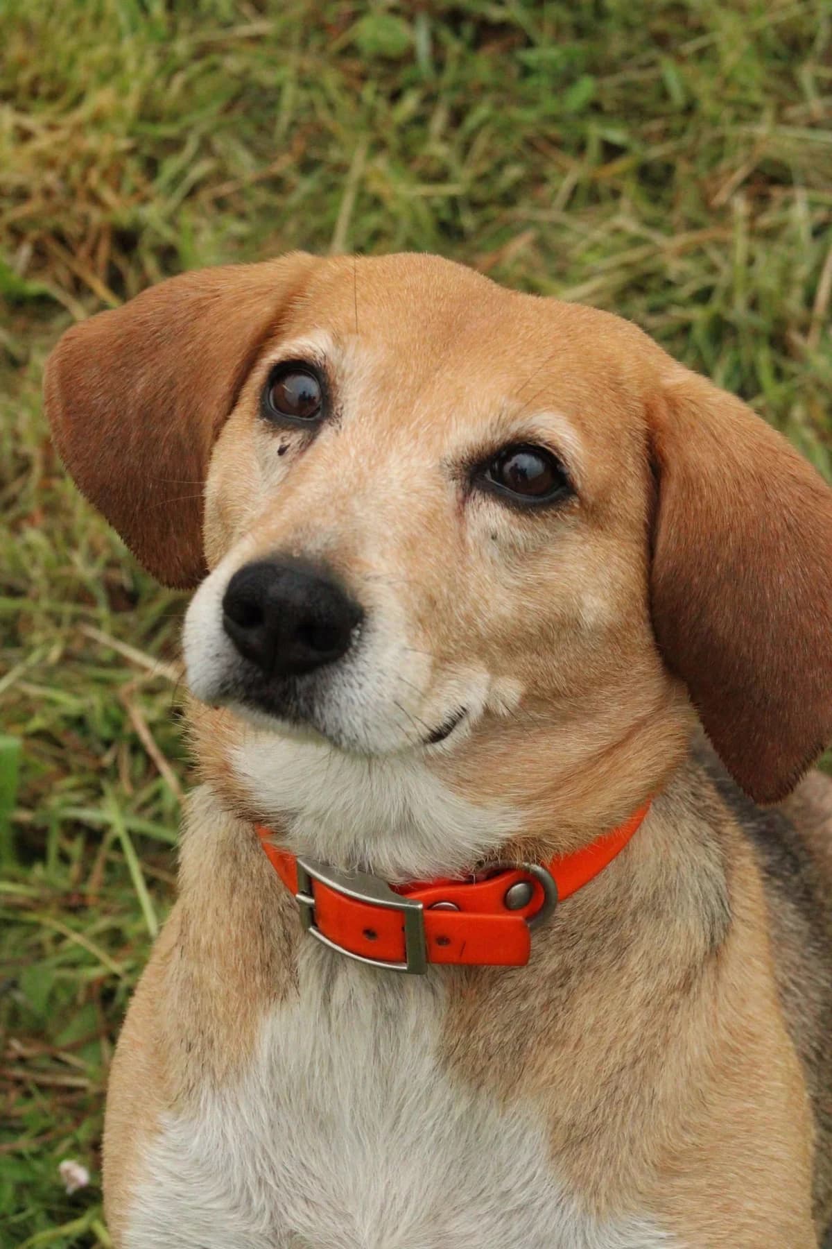 Lady, female Mixed Breed for adoption at L