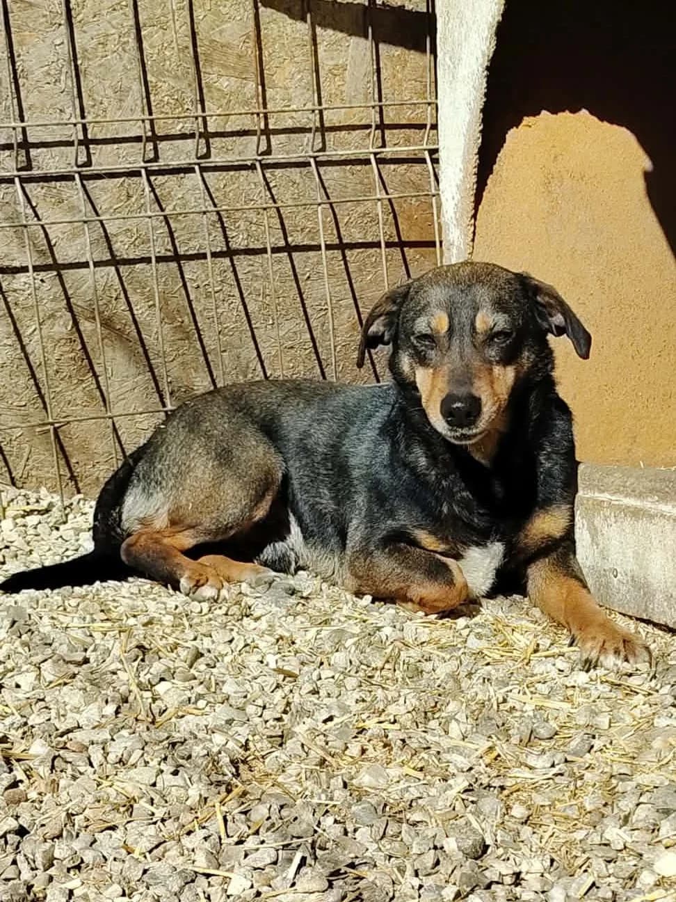 Snoopy, Mixed Breed (Only For Them)