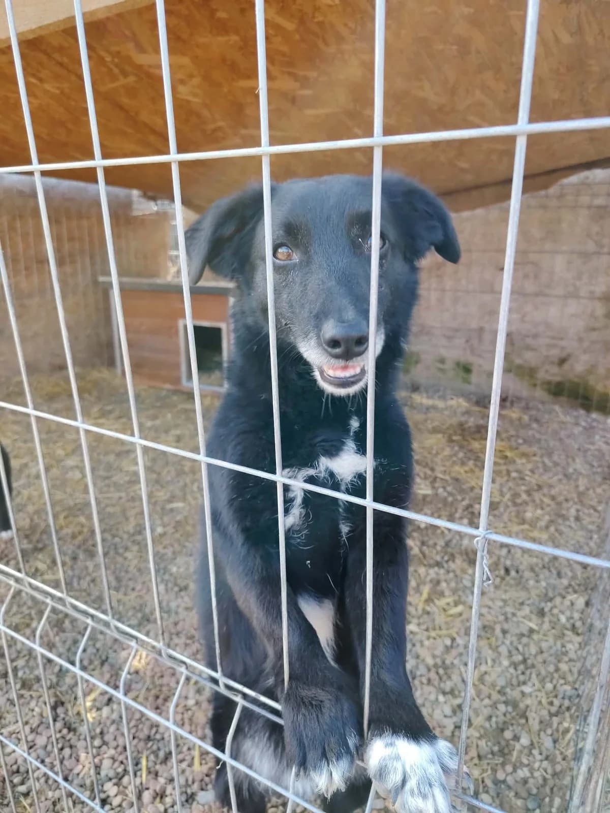 Enzo, Mixed Breed (Only For Them)