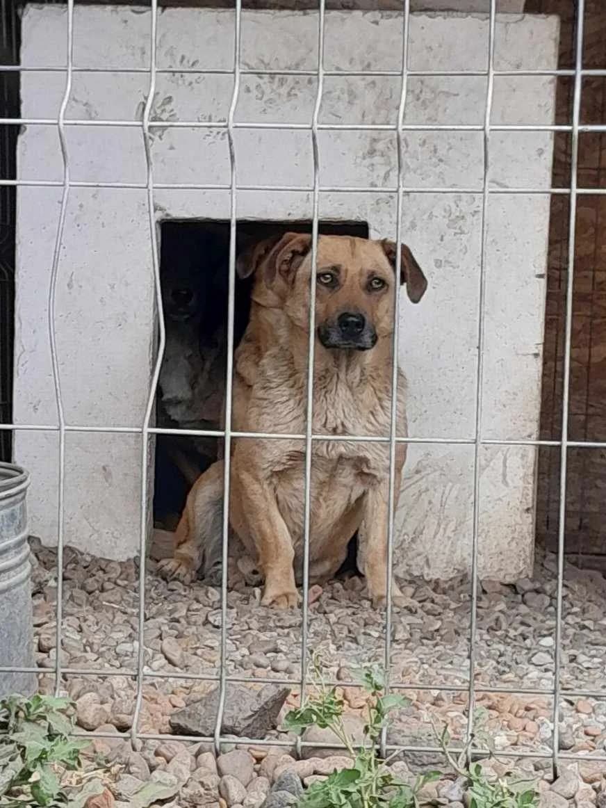 Enzo, male Mixed Breed for adoption at Only For Them, only for them