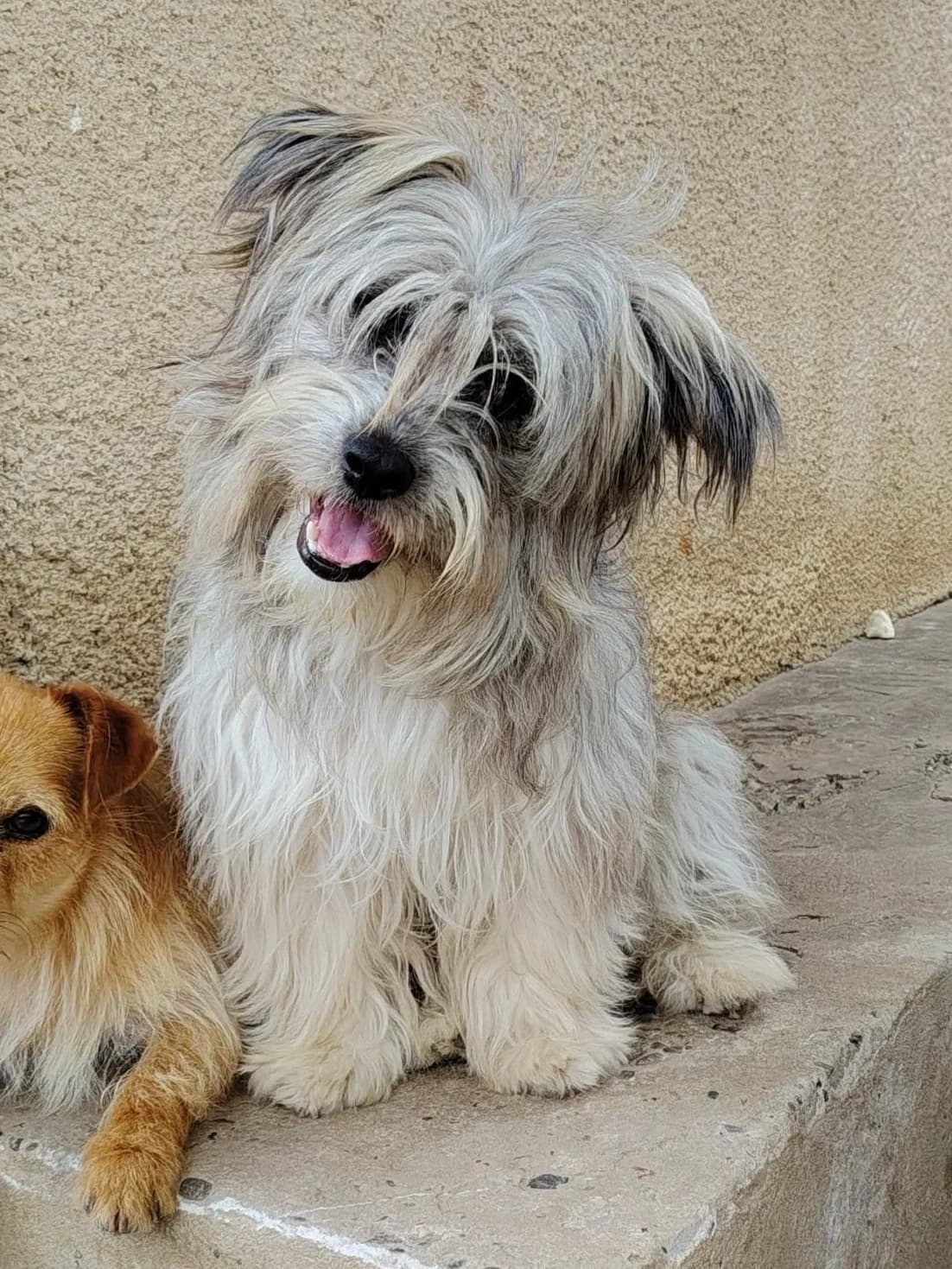Louloute, female Mixed Breed for adoption at Only For Them, only for them