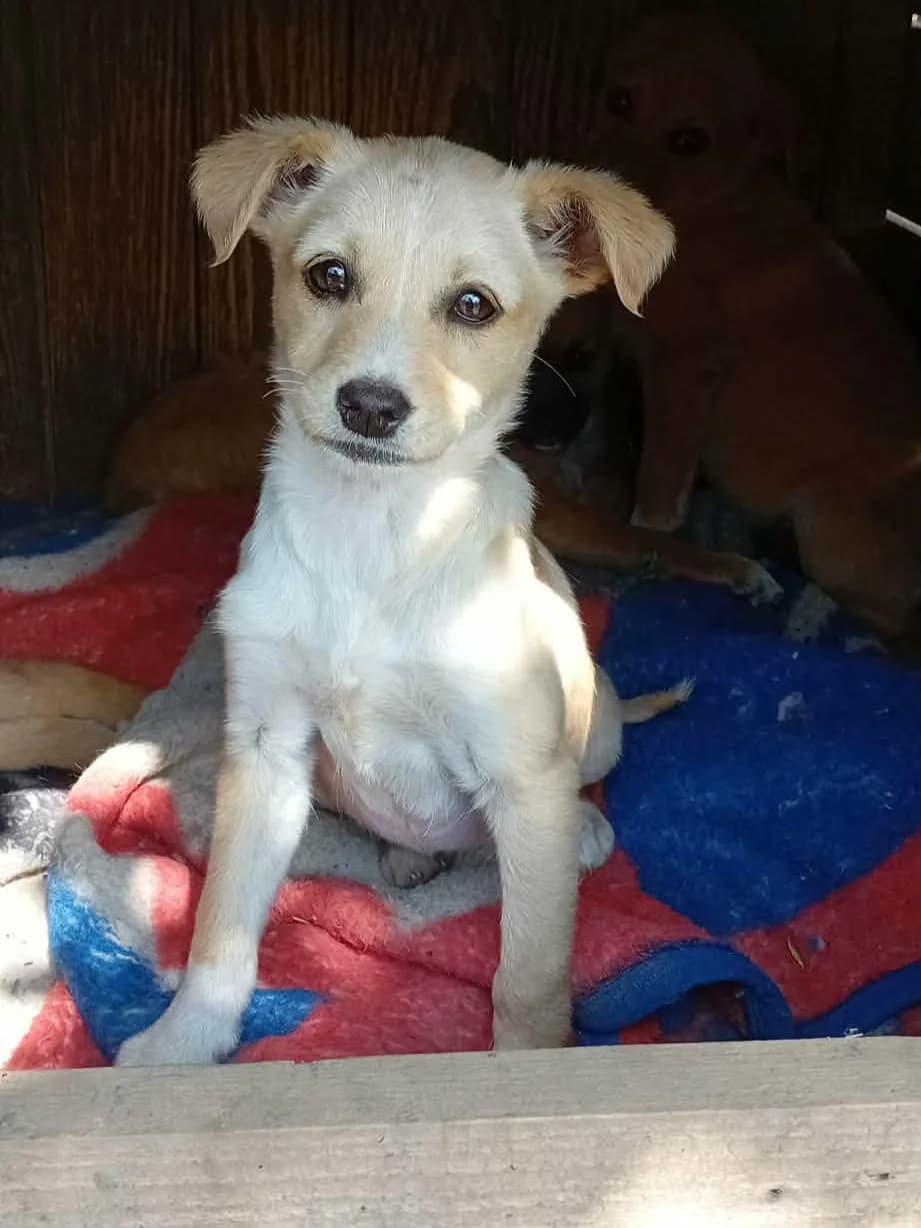 Jin, female Mixed Breed for adoption at Only For Them, only for them