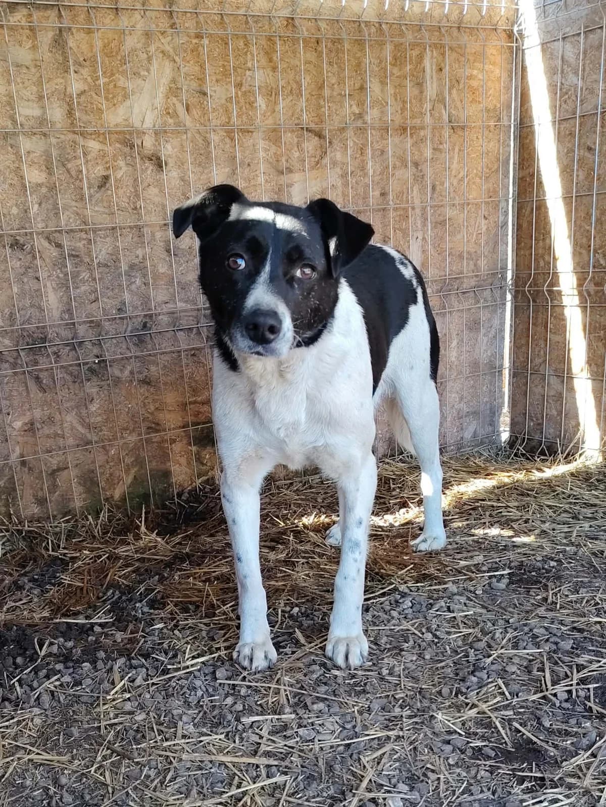 Smile, male Mixed Breed for adoption at Only For Them, only for them