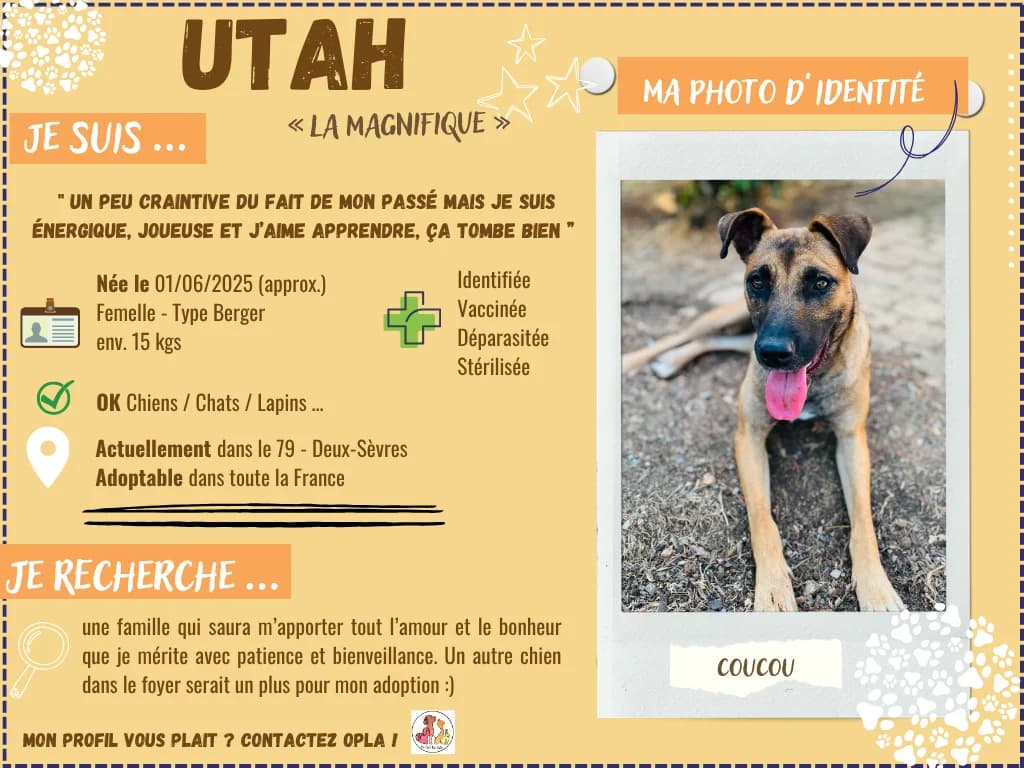 Bond, male puppy Mixed Breed for adoption at OPLA - On Peut Les Aider (Deux-Sèvres)
