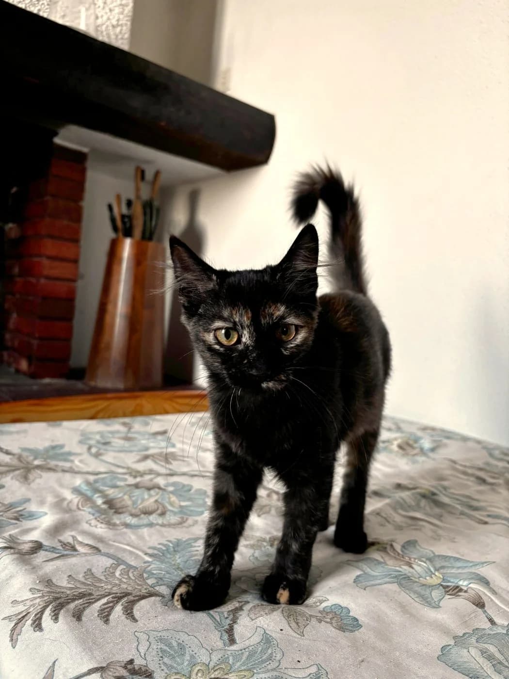 Basilisse, female Mixed Breed for adoption at Association PACCI