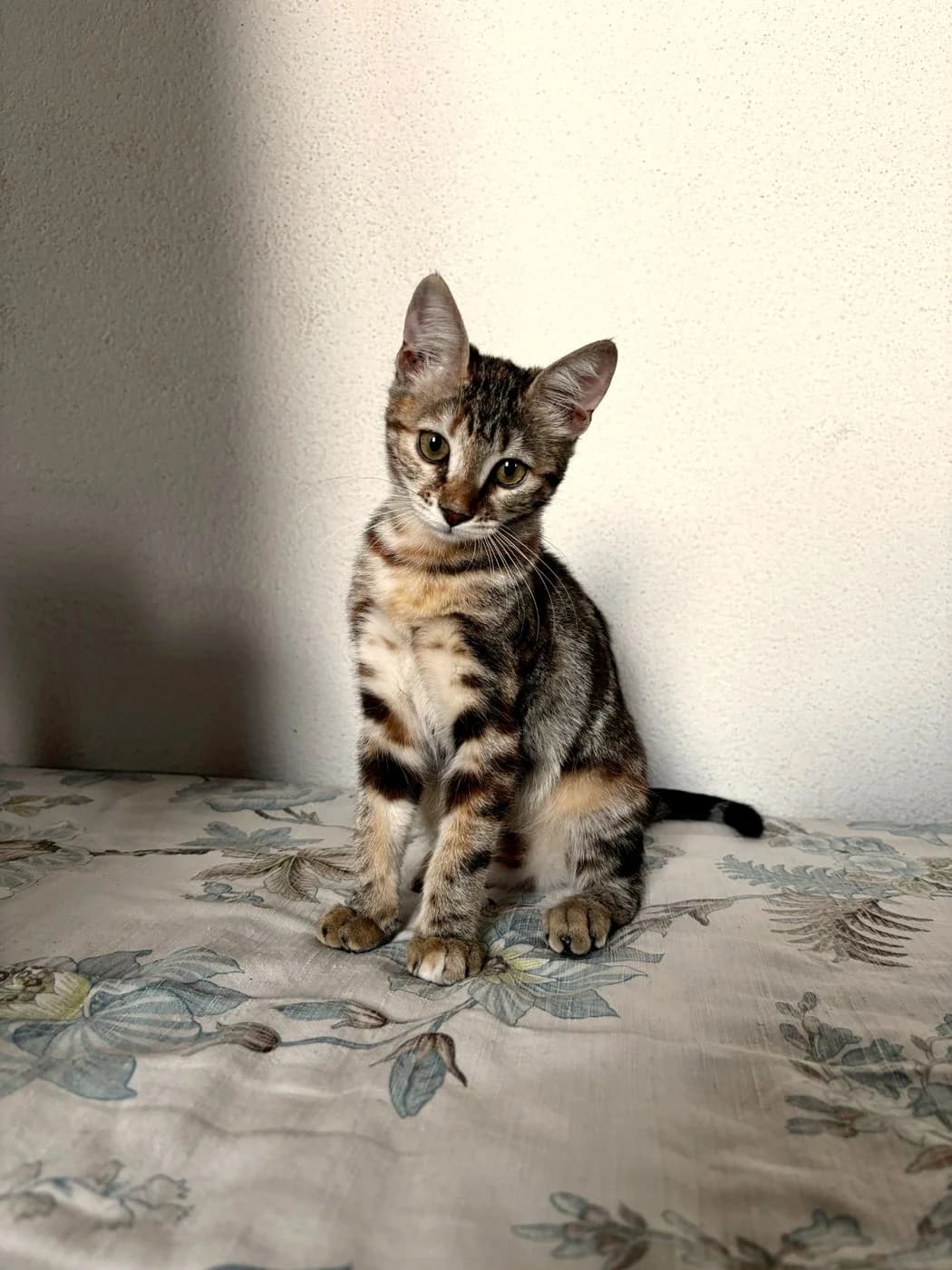 Becky, female Mixed Breed for adoption at Association PACCI
