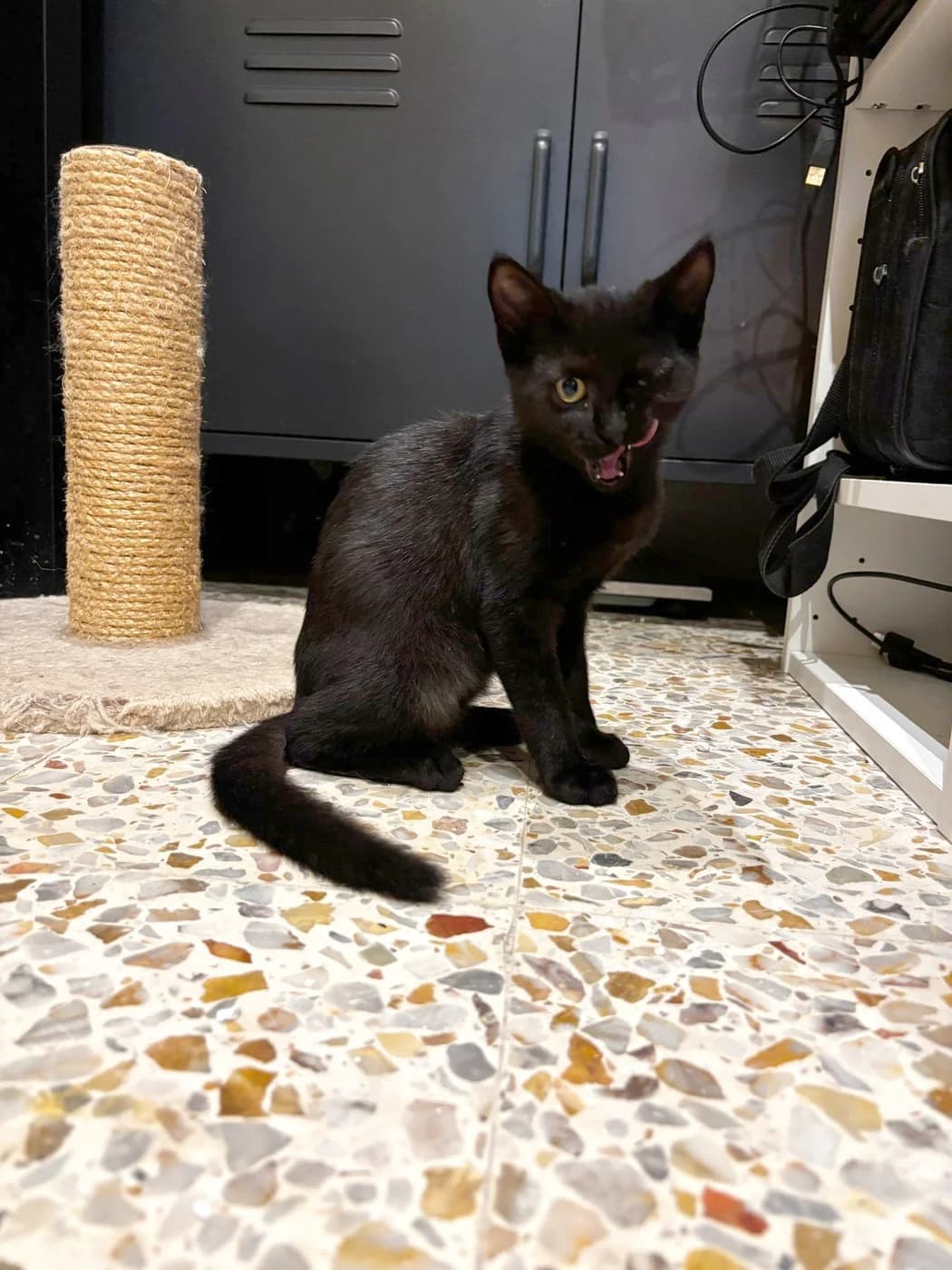 Brigitte, female Mixed Breed for adoption at Association PACCI