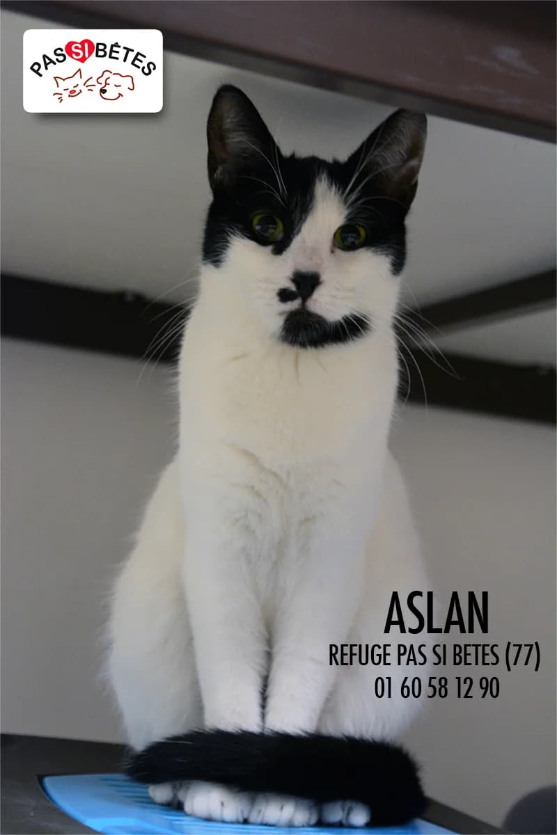 Aslan, female Mixed Breed for adoption at Pas Si Bêtes