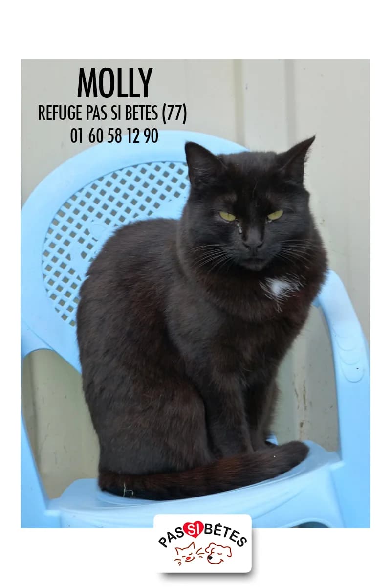 Molly, female Mixed Breed for adoption at Pas Si Bêtes