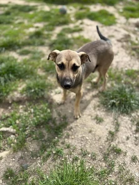 Bingo,  Mixed Breed for adoption at Pas Si Bêtes