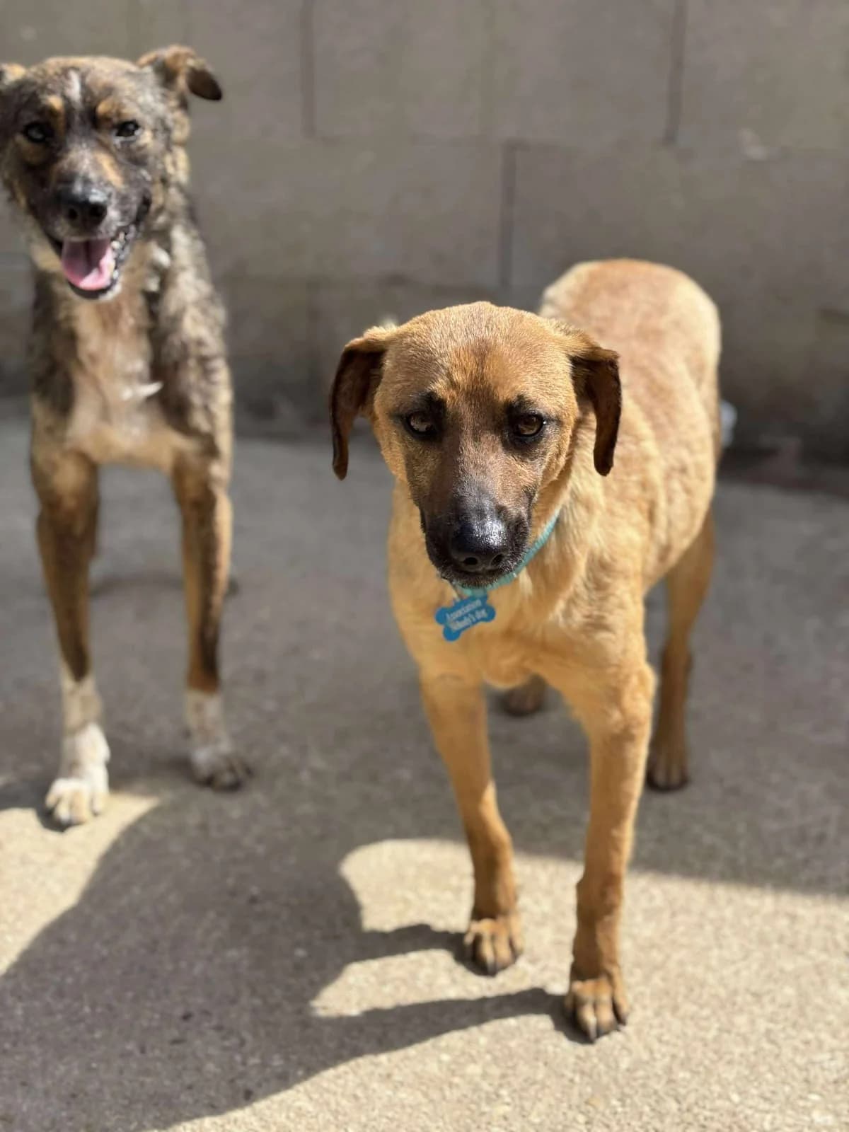 Aladin,  Mixed Breed for adoption at Pas Si Bêtes